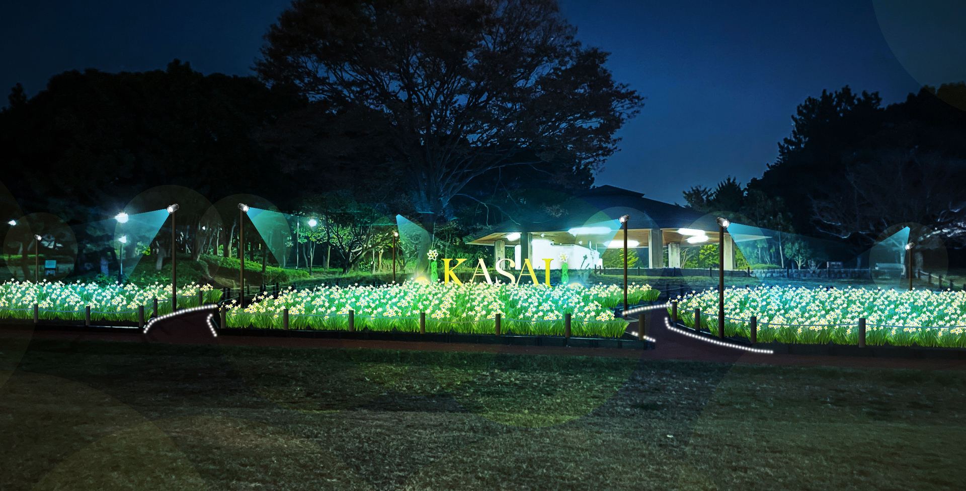 スイセン畑ライトアップ　イメージ