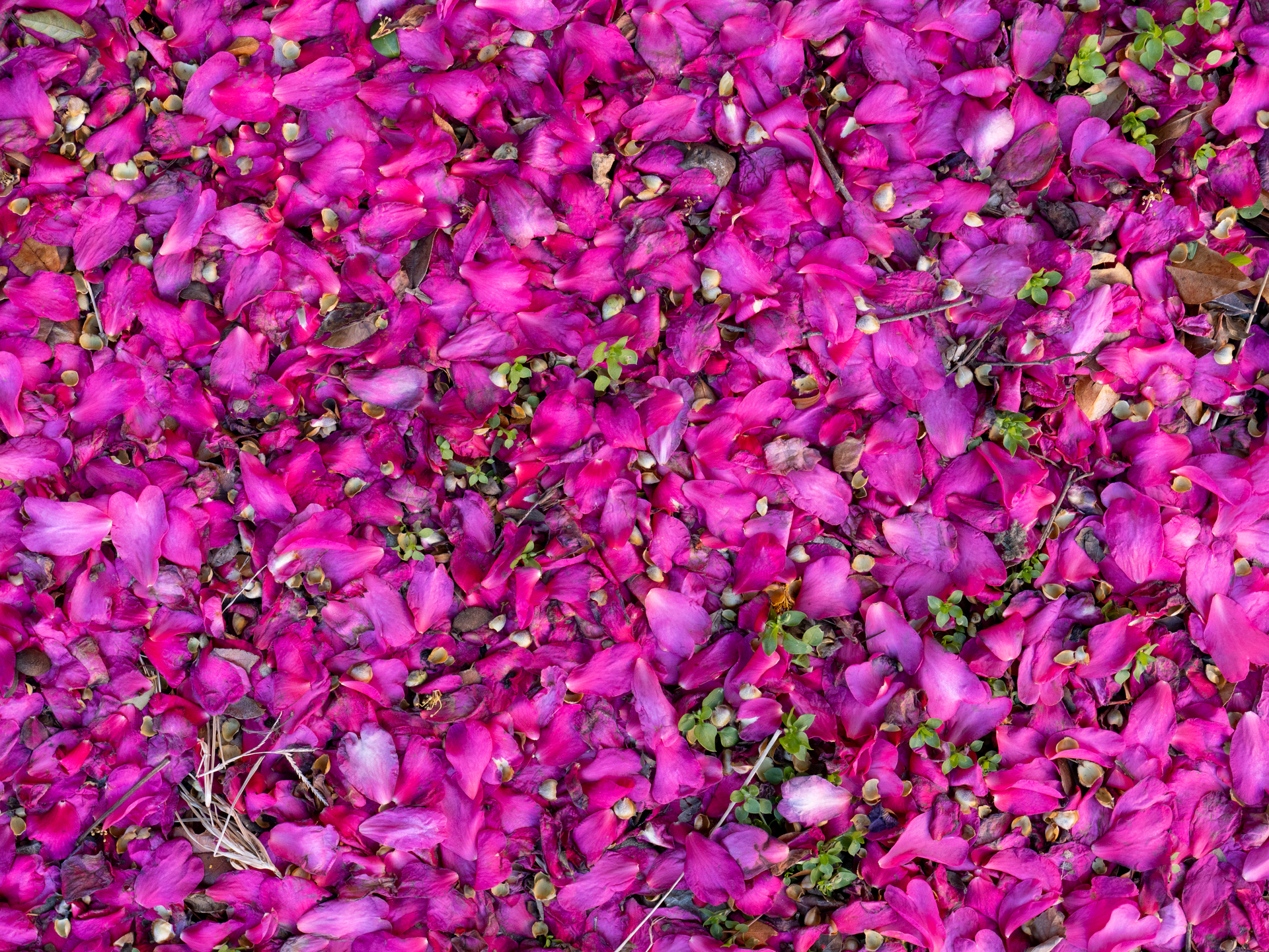 山茶花は咲いている時は綺麗なんですが、花びらが落ちるとだらしない感じになるので微妙ですね。日陰の条件ですが、合焦も問題なく見事な高画質に驚いています<br>LUMIX G9PROII／LEICA DG VARIO-ELMARIT 12-60mm / F2.8-4.0 ASPH. / POWER O.I.S.／プログラムAE（25mm・F5.6・1/80秒・-0.7EV）／ISO 400