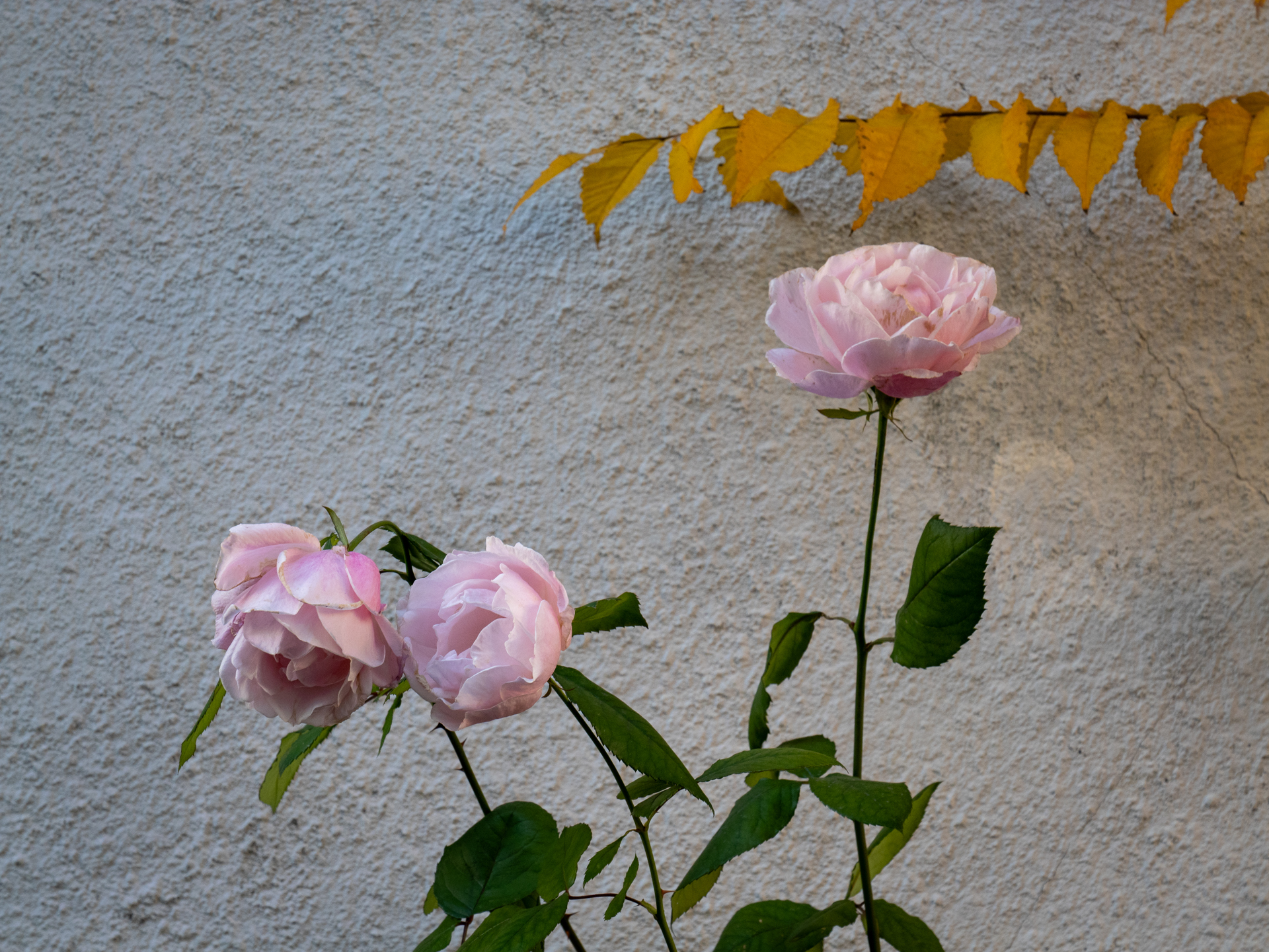 暖冬のためか、街を歩いていると、生き残りの薔薇を結構見かけます。飽きられてしまったのでしょうか北側に鉢が放置されていたのですが、その姿が健気だったの撮影してみました<br>LUMIX G9PROII／LEICA DG VARIO-ELMARIT 12-60mm / F2.8-4.0 ASPH. / POWER O.I.S.／プログラムAE（60mm・F8・1/80秒・±0EV）／ISO 400