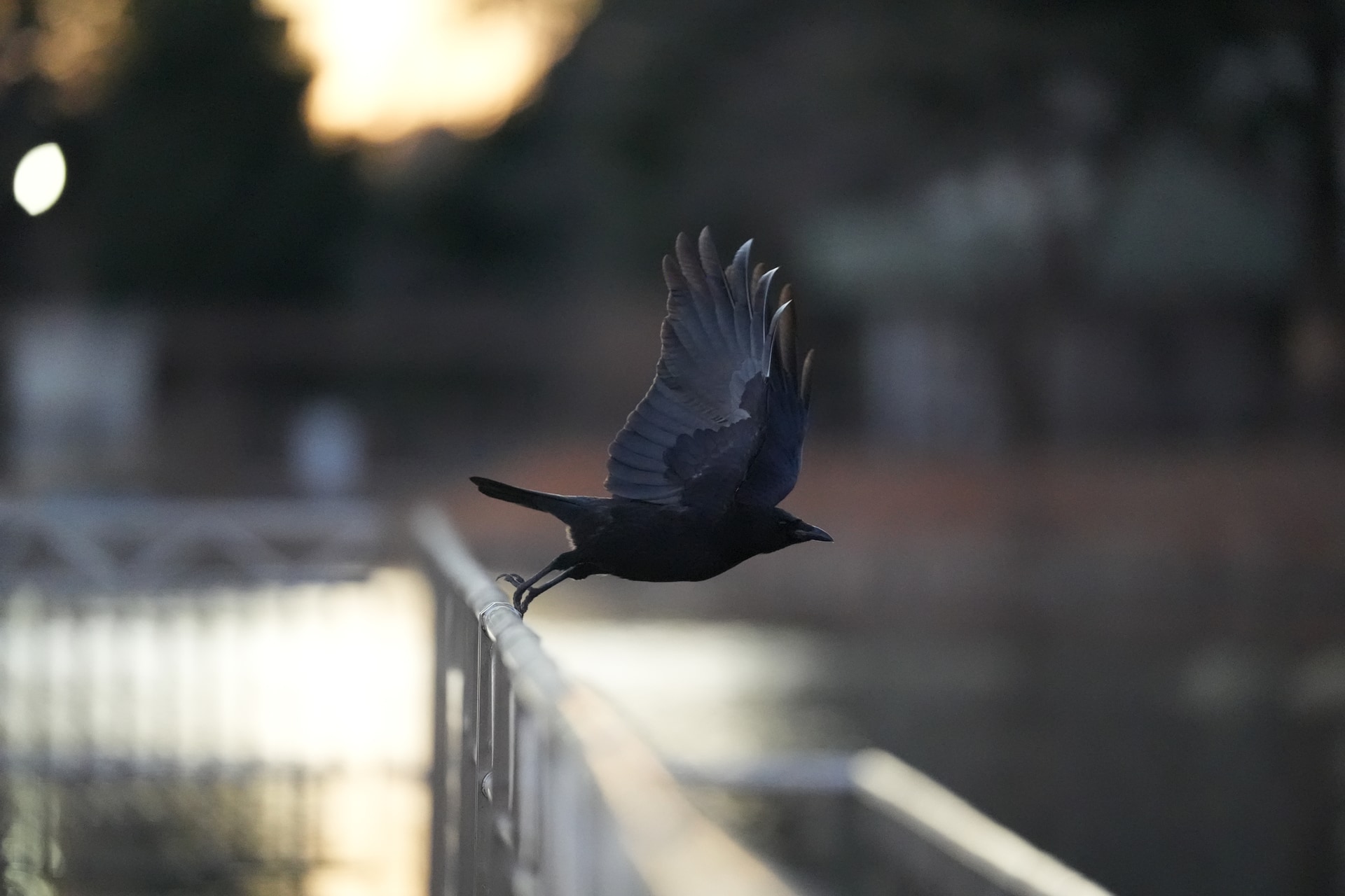 α9 III／FE 300mm F2.8 GM OSS／300mm／マニュアル露出（1/2,500秒、F2.8）／ISO 12800／WB：オート