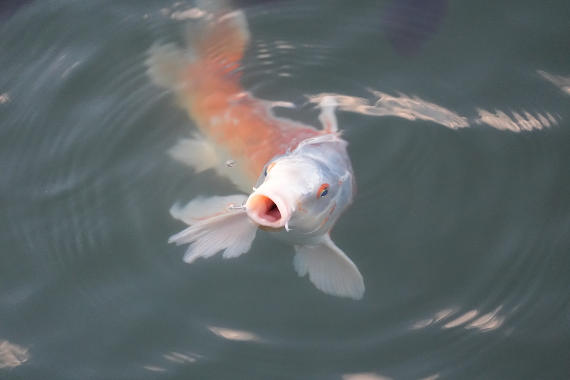 α9 III／FE 300mm F2.8 GM OSS／300mm／マニュアル露出（1/2,000秒、F2.8）／ISO 8000／WB：オート