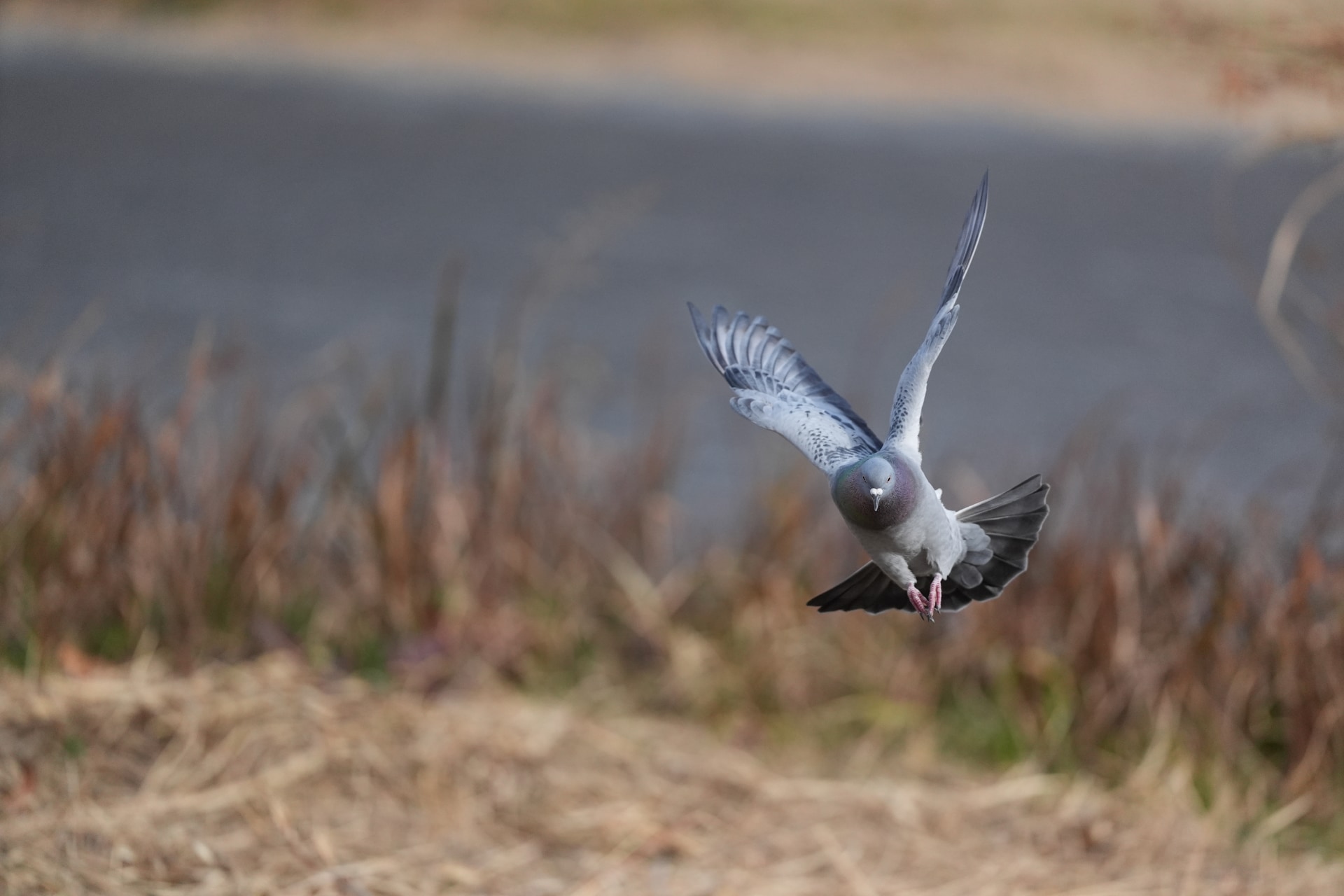 α9 III／FE 300mm F2.8 GM OSS／300mm／マニュアル露出（1/16,000秒、F2.8）／ISO 1600／WB：オート