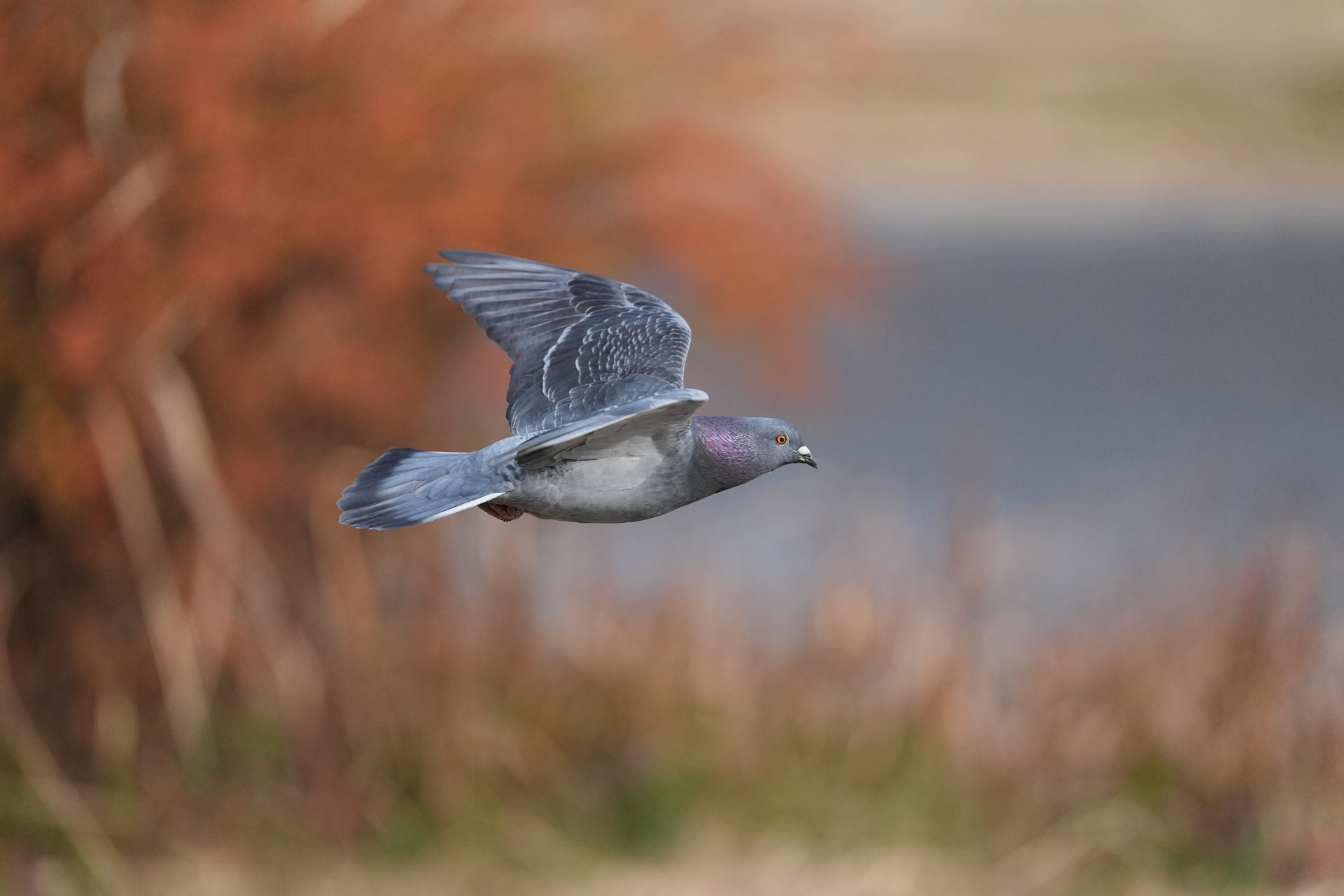 α9 III／FE 300mm F2.8 GM OSS／300mm／マニュアル露出（1/2,000秒、F2.8）／ISO 2500／WB：オート