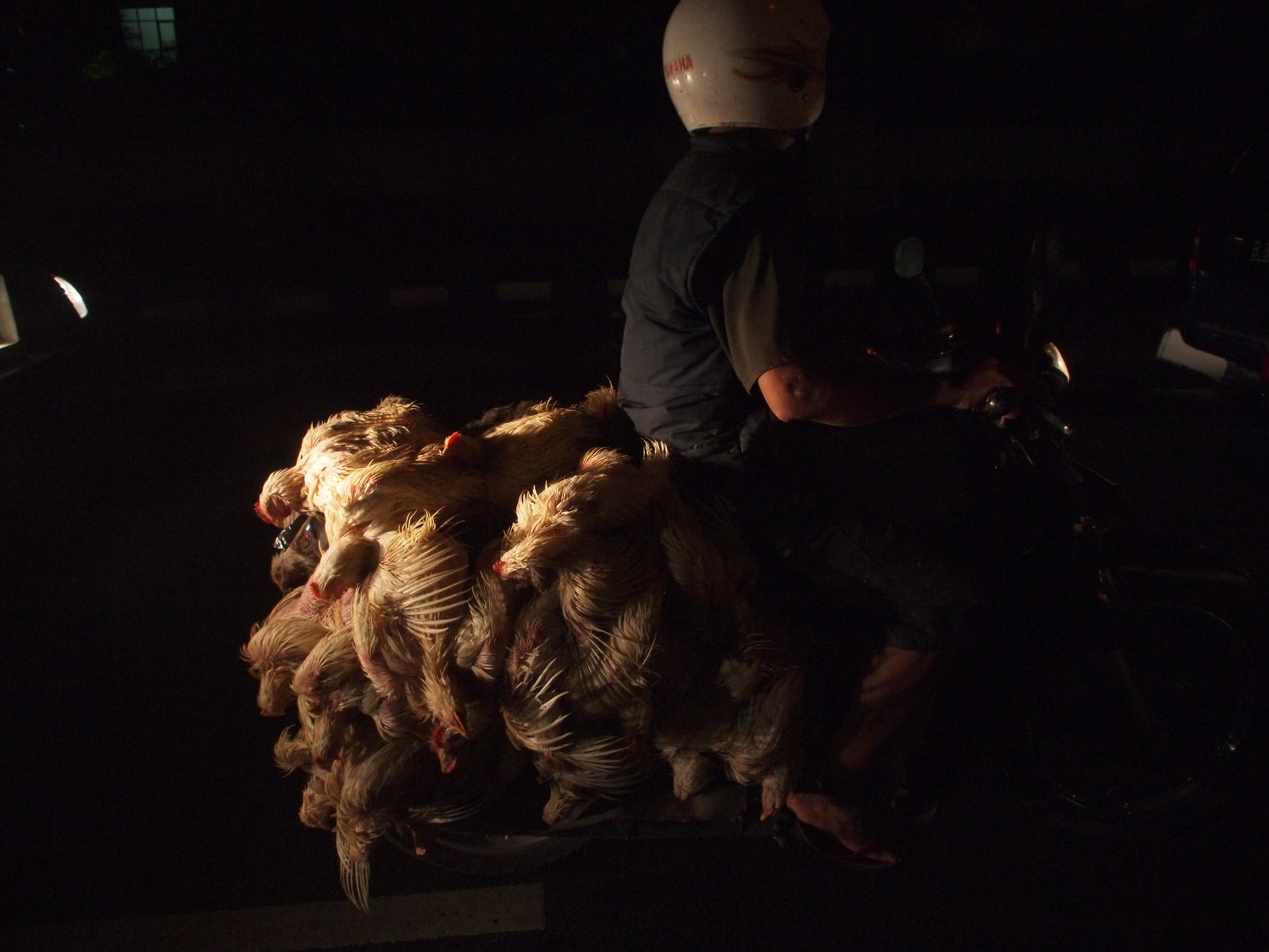 見るのも食べるのも苦手な鶏を思わず撮ってしまう程の光景だった