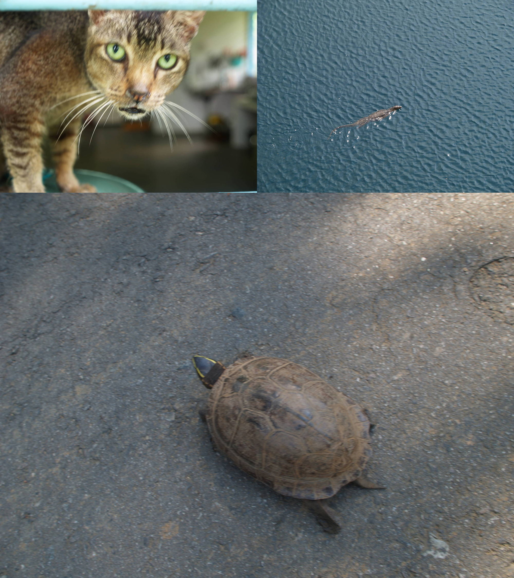 ふいに現れる動物たちとの出会いがまた楽しい