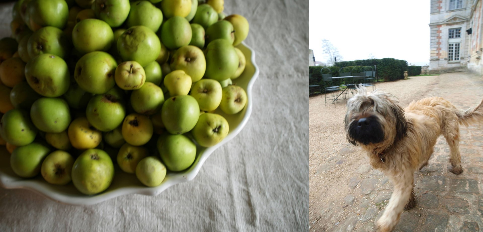実りは美しく、どこか気分が高揚するのは人間の本能だろうか。動物はあまり得意でないが現れればつい撮ってしまう