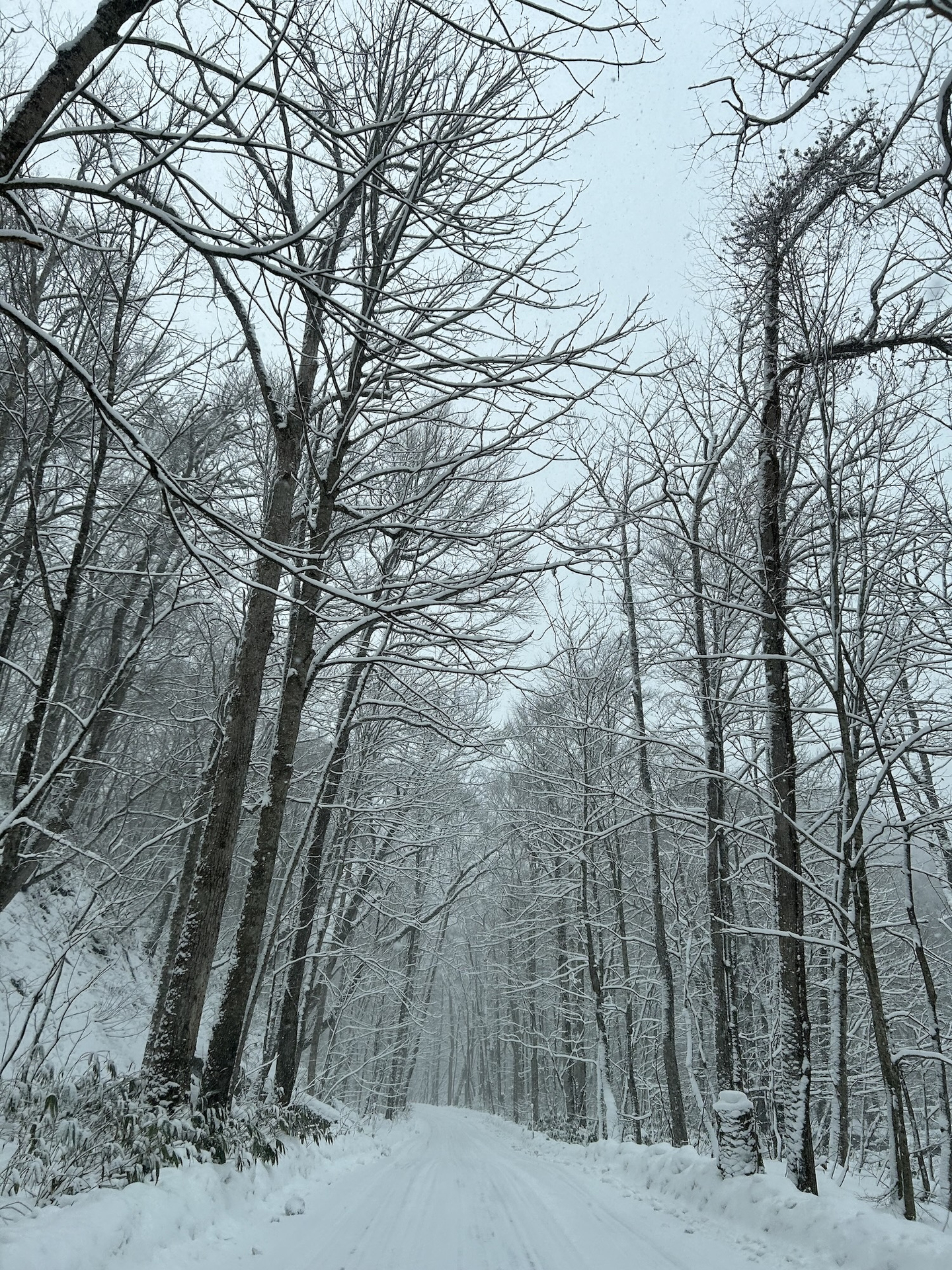 奥入瀬渓流　※1月25日（木）撮影