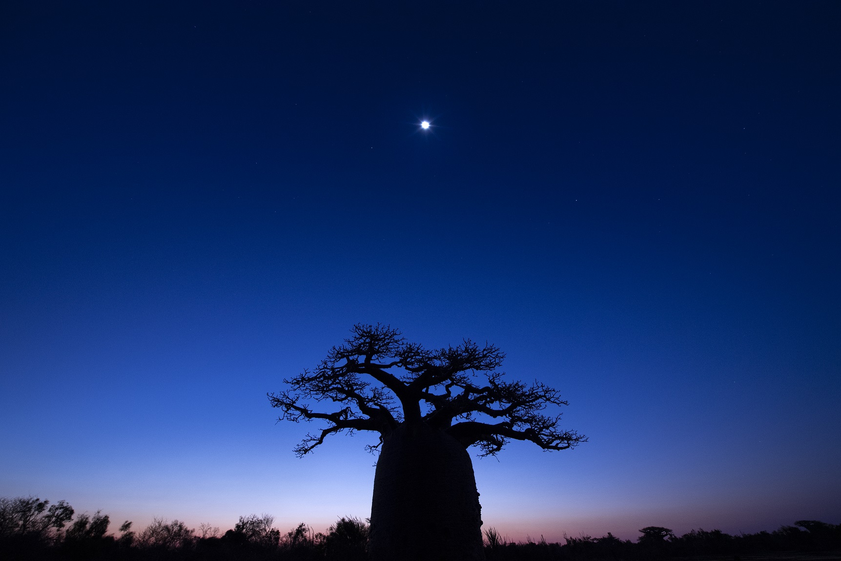 バオバブ（マダガスカル）©Junji Takasago