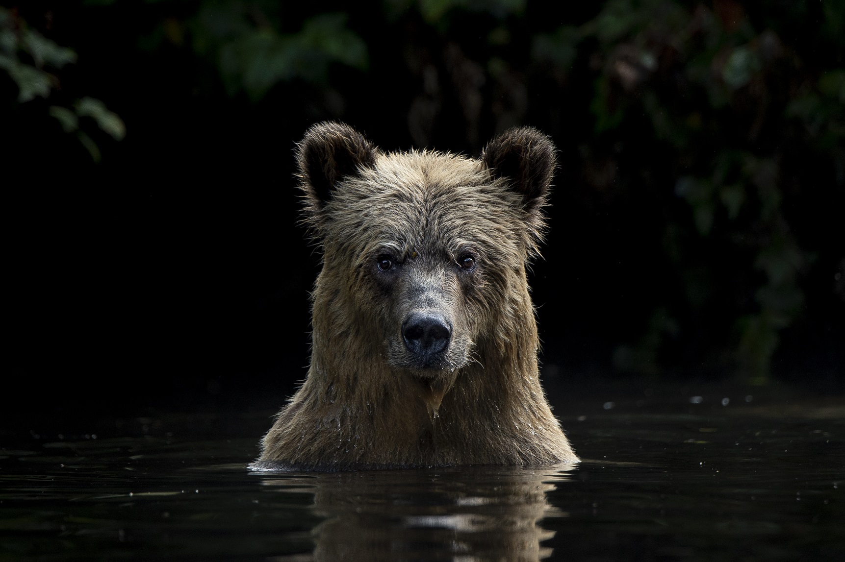 ハイイログマ（カナダ）©Junji Takasago