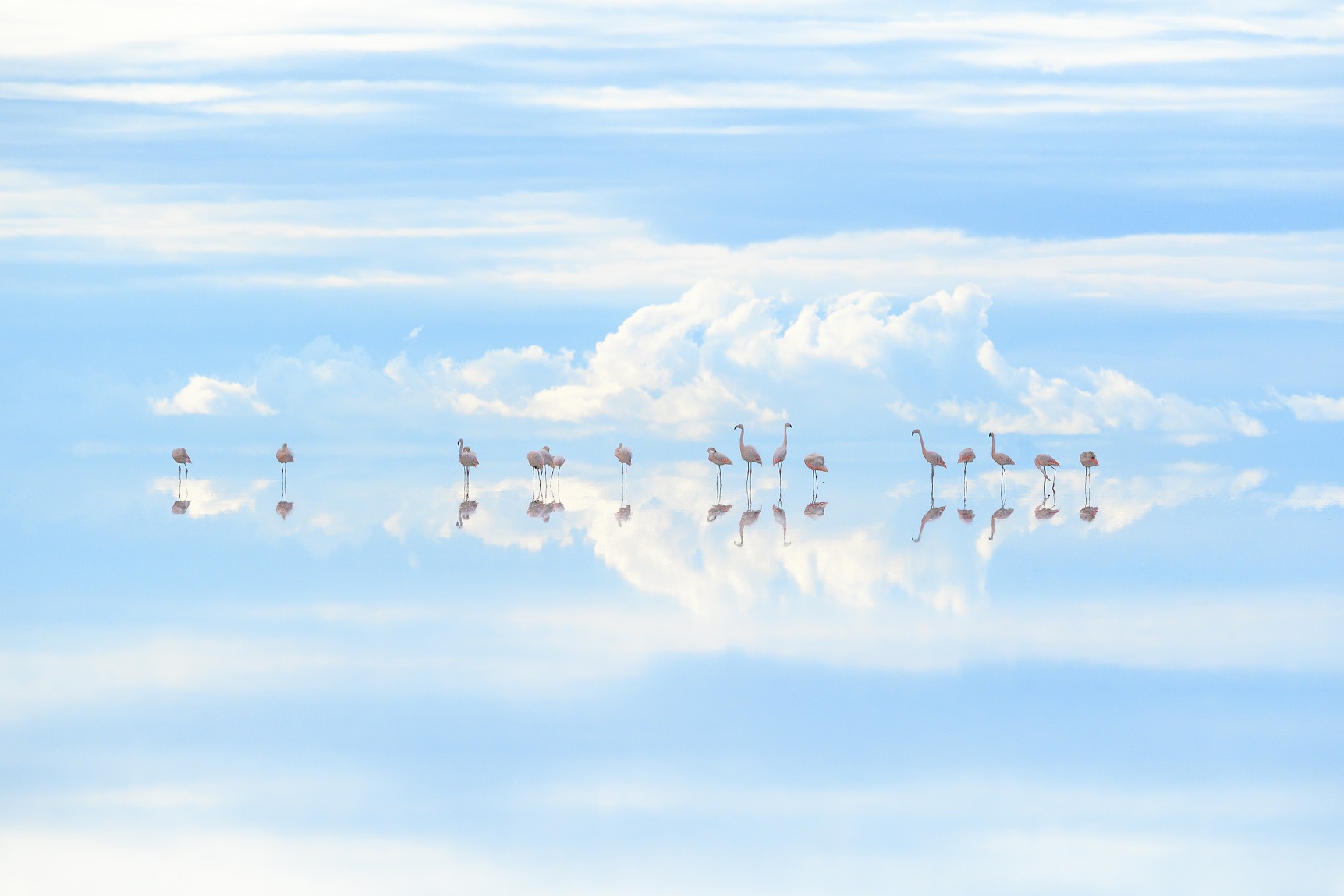 フラミンゴ（ボリビア）©Junji Takasago