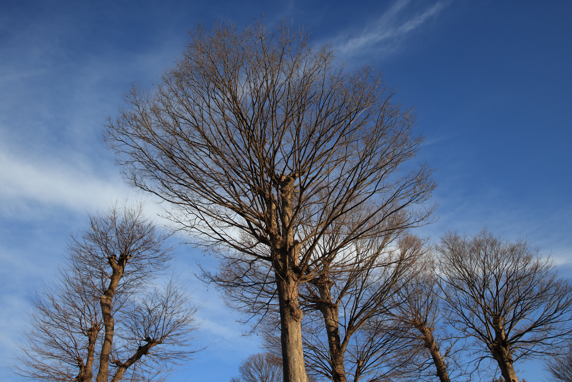 枝の描写をみると、本当に繊細な描写をすることがわかります。現代のレンズと言ってもまったくバレないでしょうね<br>EOS R5／EF28-80mm F2.8-4L USM／絞り優先AE（28mm・F9・1/800秒・-0.7EV）／ISO 400