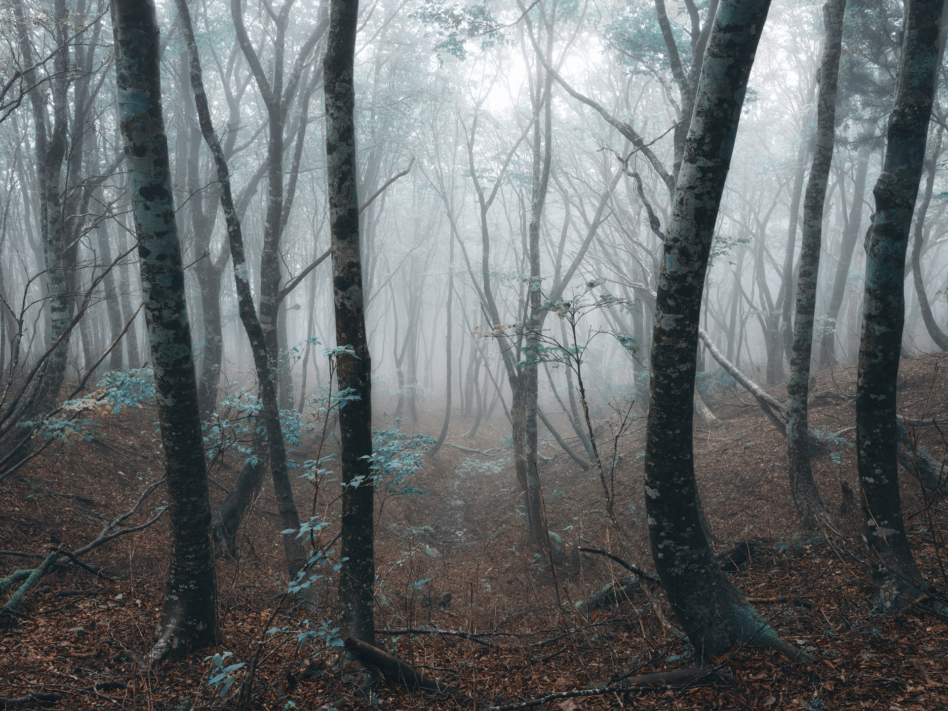 霧が深い山中、木々や枝が道をふさぎ、地形は急なところがある足場の悪い場所だった。LA-324Cは軽くて持ち運びしやすいので、どこにでも攻め入れる<br><span class="fnt-85">FUJIFILM GFX50S II／GF35-70mmF4.5-5.6 WR／35mm（28mm相当）／マニュアル露出（F14、1/3秒）／ISO 100／WB：オート</span>