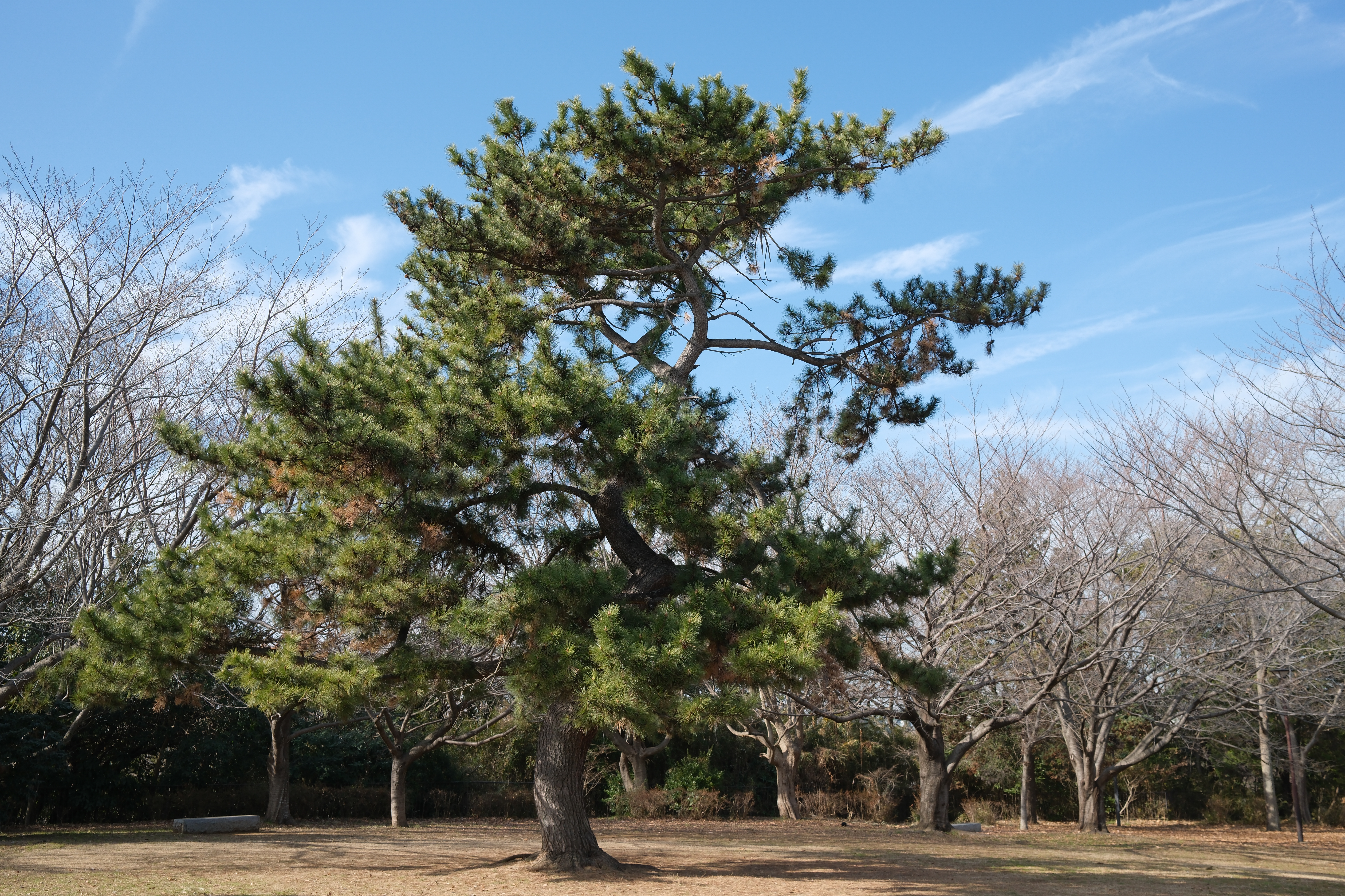 X100VI／23mm（35mm相当）／絞り優先AE（1/450秒・F5・+0.3EV）／ISO 250