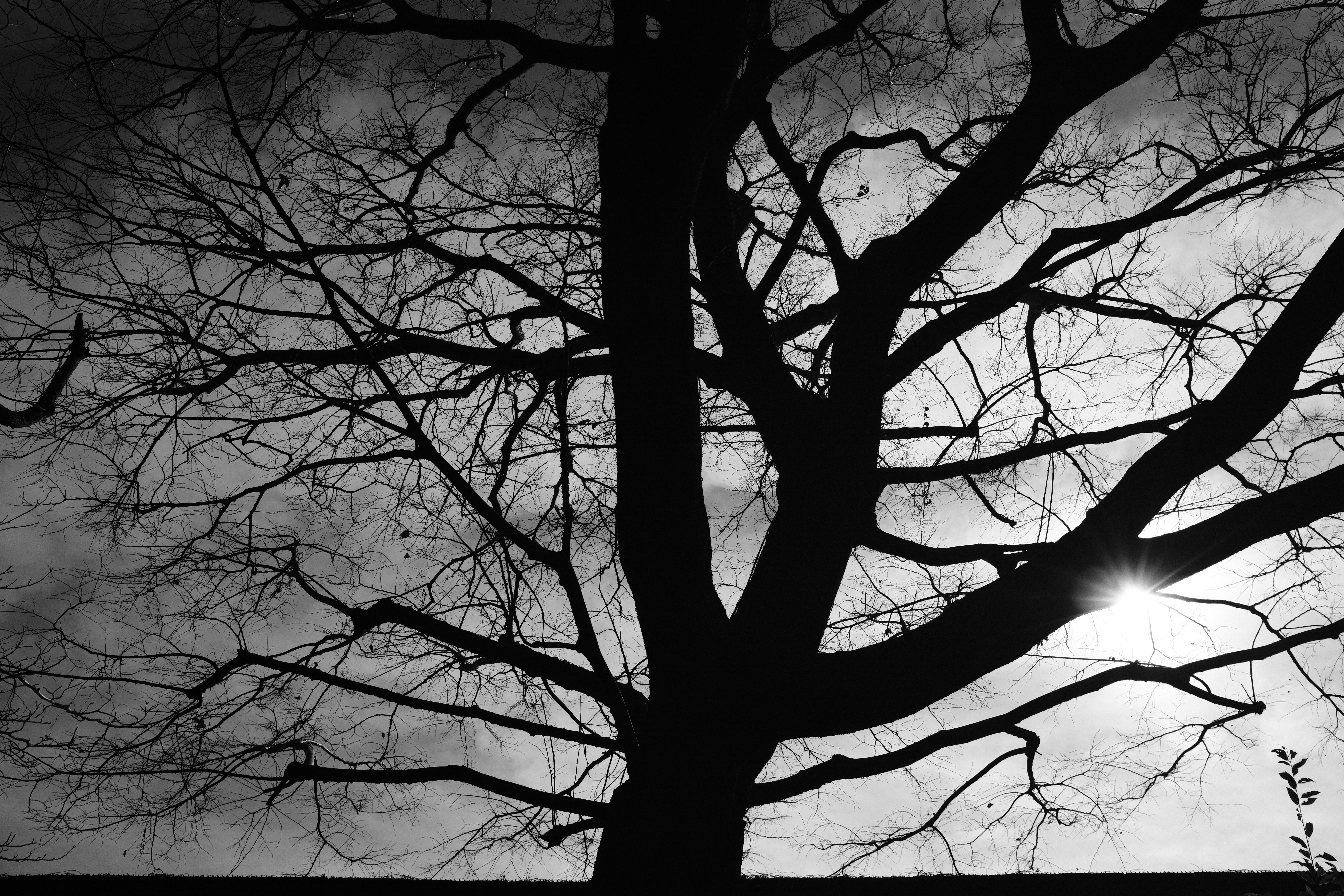 ド逆光時のAFは世代を重ねる毎に着実に改善している。少し意地悪してみたが、描写も含め撮影体験が上質になっている。だが、もう少し良くても……という気持ちが全く無い訳ではない<br>X100VI／23mm（35mm相当）／絞り優先AE（1/680秒・F4.5・-0.7EV）／ISO 400／ACROS＋Rフィルター