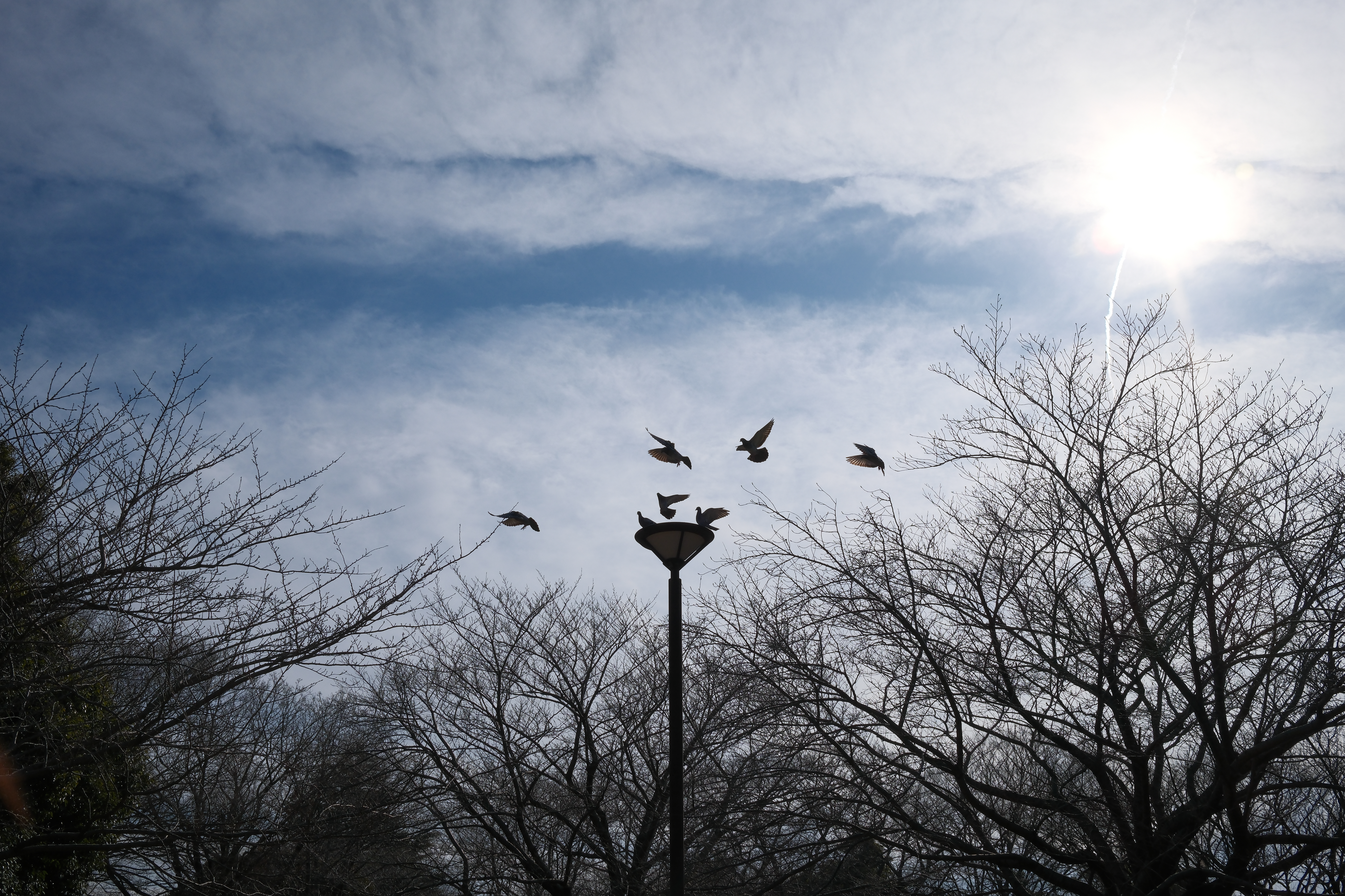 咄嗟に撮影したものだが、AF結果は良かった。逆光シーンでは程よくフレア・ゴーストが出る。光源を画面の四隅のわずかに外に配置するともっとフレア・ゴーストの影響があるが、コントロールそのものは容易。筆者的には写真らしい表現で良いと感じる<br>X100VI／23mm（35mm相当）／絞り優先AE（1/2,900秒・F7.1・±0EV）／ISO 400／REALA ACE