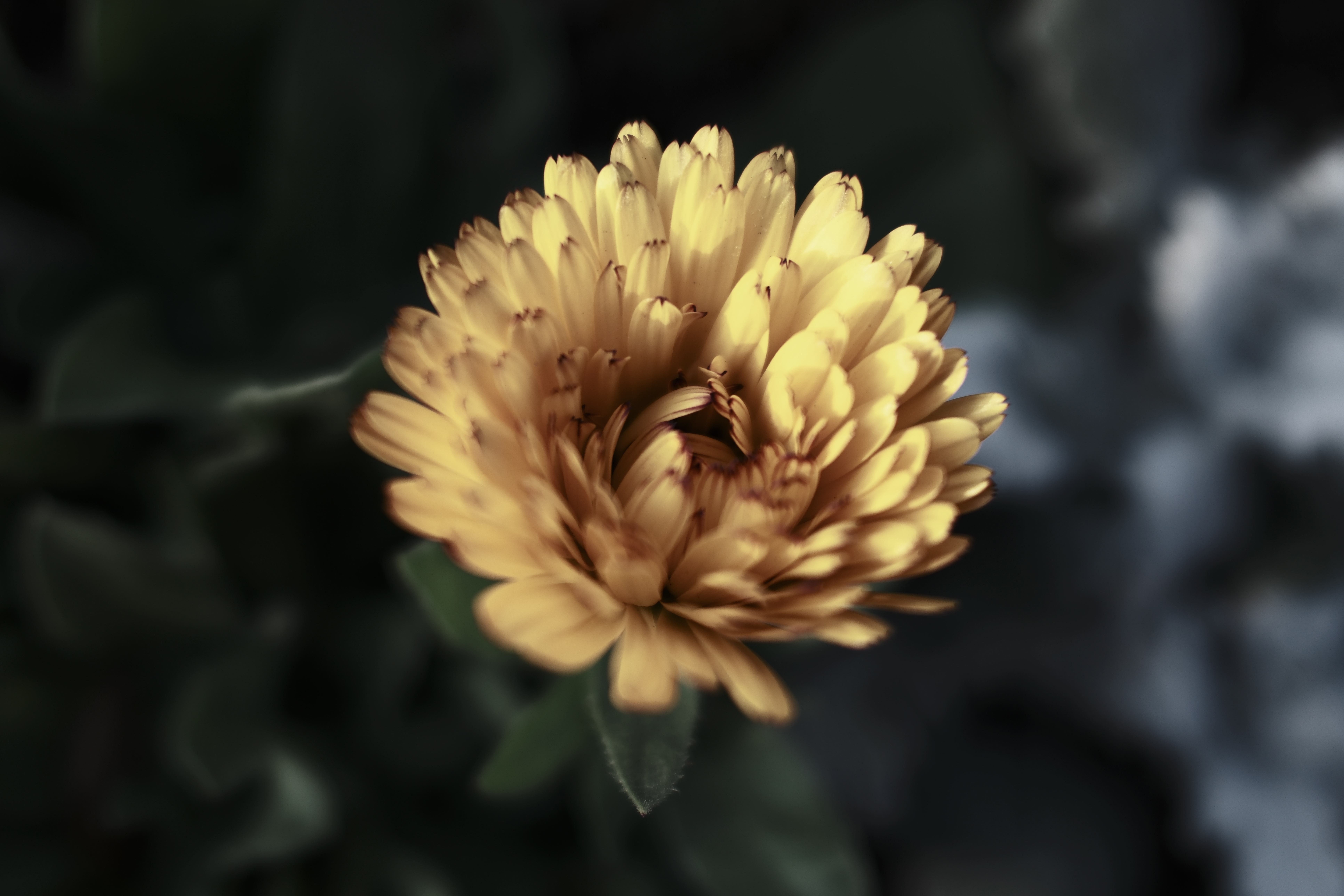 至近領域でもAFの追従性は良く、撮影は快適。至近端でのカットとなるが、X100Vと同様に至近端ではわずかに柔らかくなる<br>X100VI／23mm（35mm相当）／絞り優先AE（1/950秒・F2・-0.7EV）／ISO 250／ETERNAブリーチバイパス