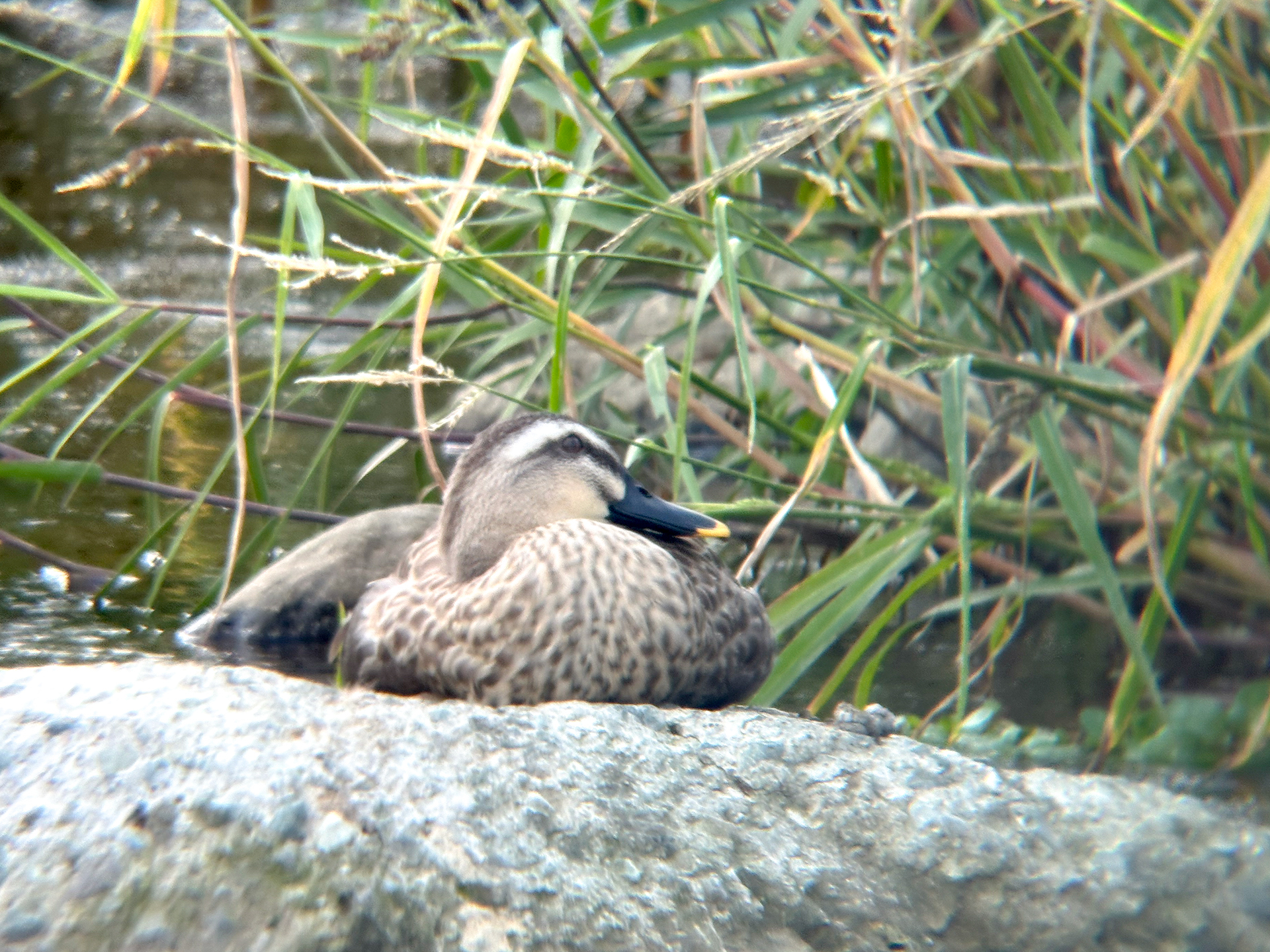 iPhone 14 Pro／（1/121秒／F1.78）／ISO 80