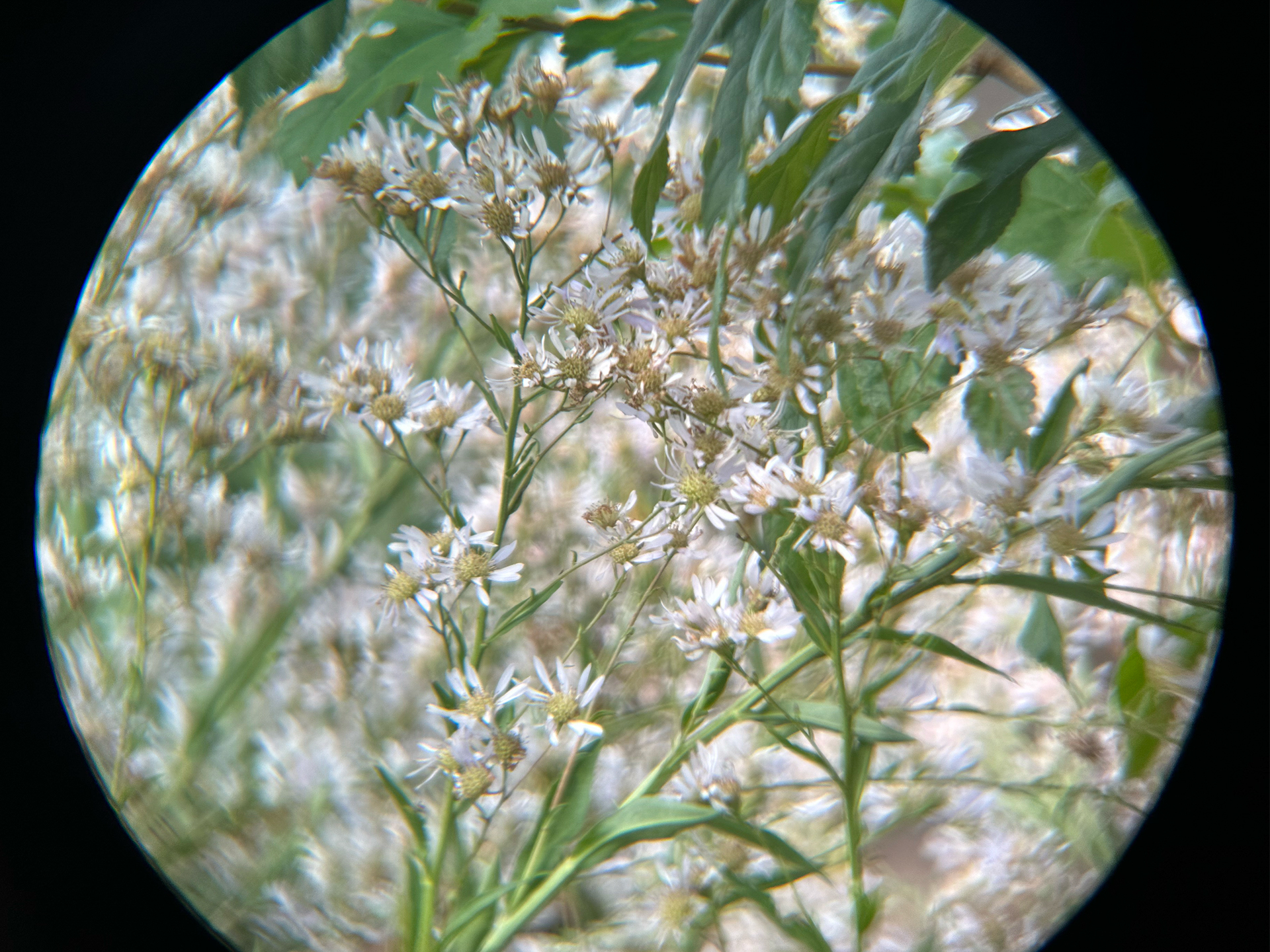 iPhone 14 Pro／（1/147秒／F1.78）／ISO 64