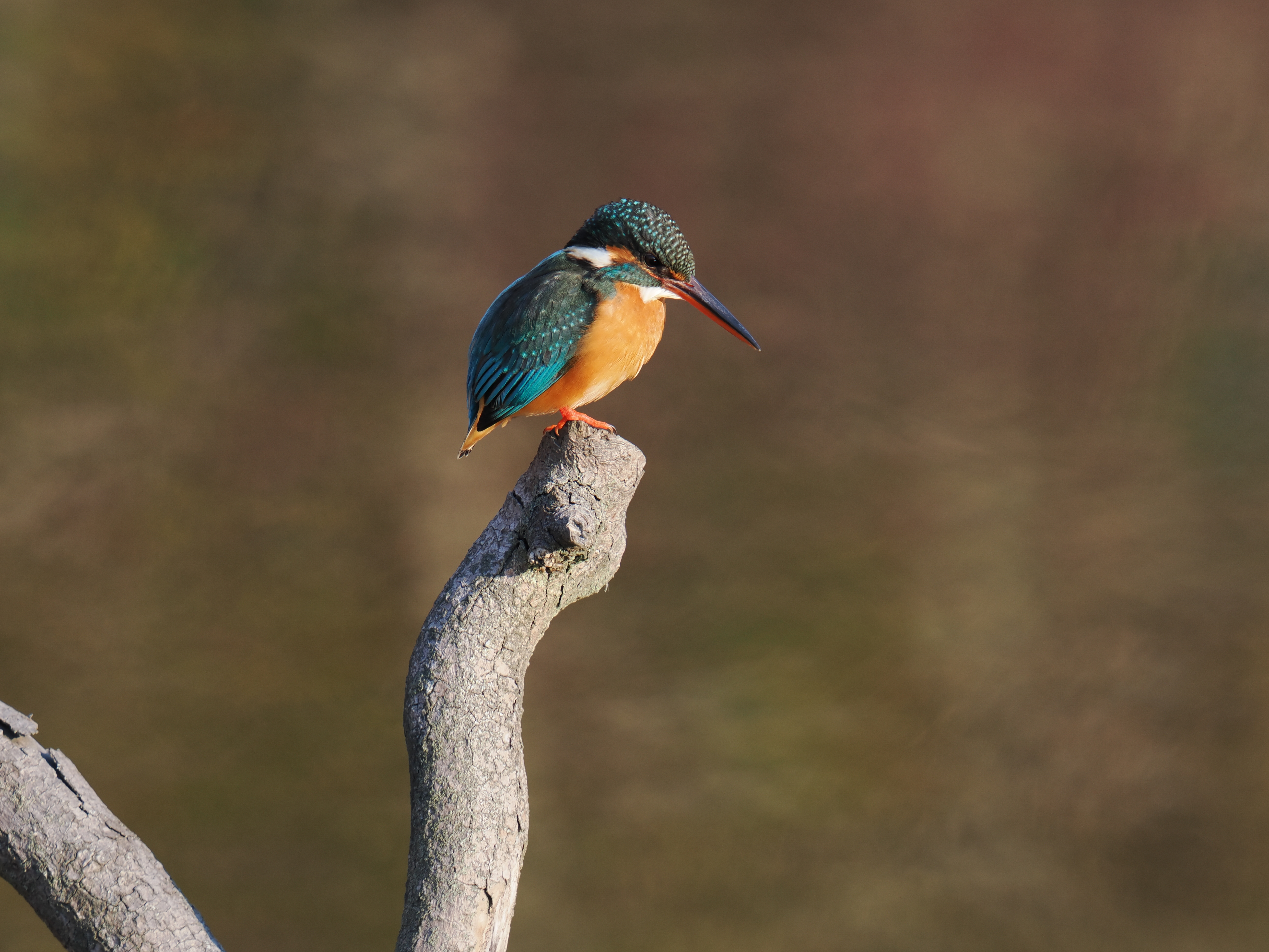 OM-1 Mark II／M.ZUIKO DIGITAL ED 150-600mm F5.0-6.3 IS／449mm（898mm相当）／絞り優先（F7.1・1/160秒・-0.7EV）／ISO 200