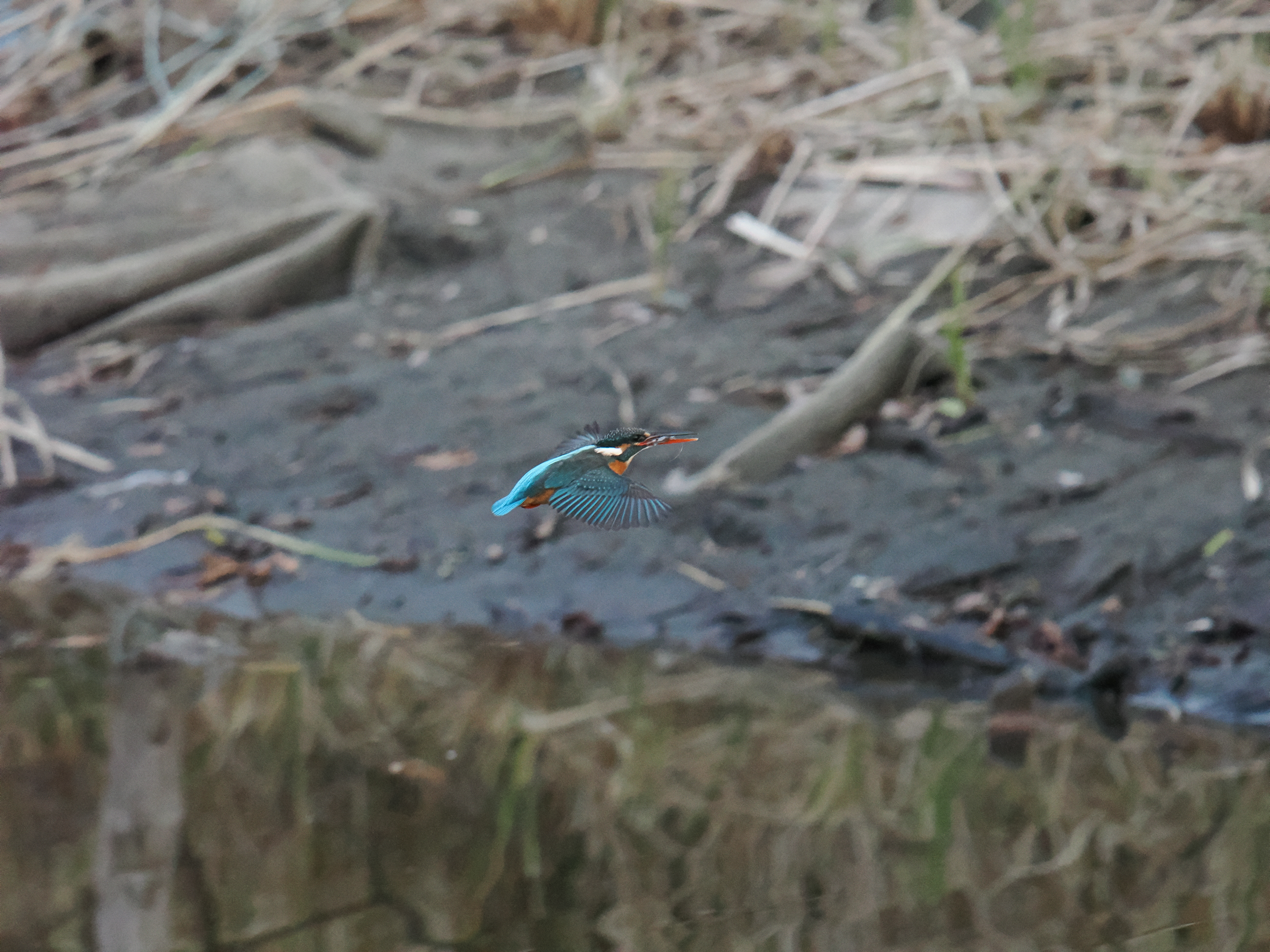 OM-1 Mark II／M.ZUIKO DIGITAL ED 150-600mm F5.0-6.3 IS／314mm（628mm相当）／絞り優先（F6.3・1/2,000秒・-0.3EV）／ISO 12800