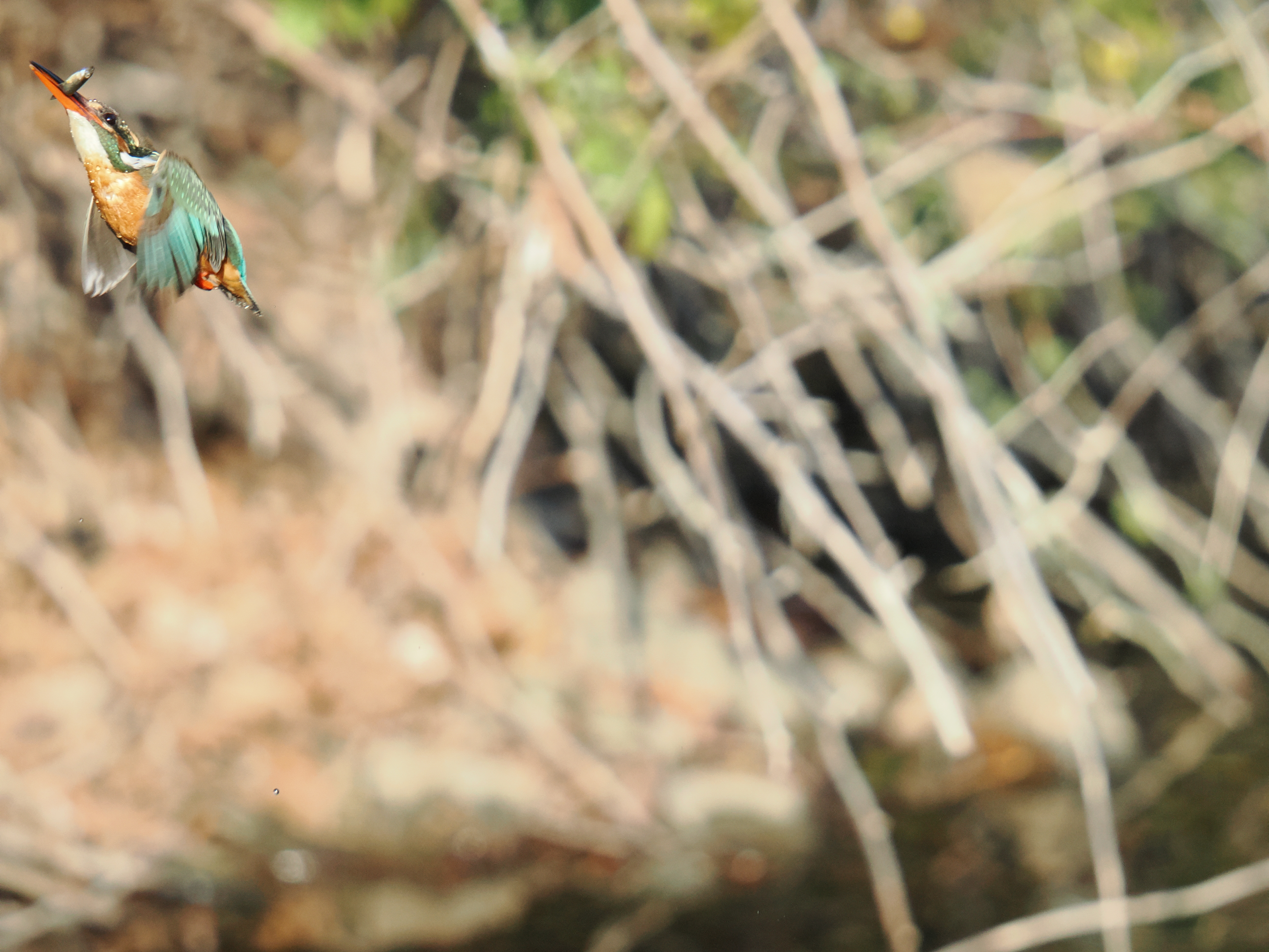 OM-1 Mark II／M.ZUIKO DIGITAL ED 150-600mm F5.0-6.3 IS／500mm（1,000mm相当）／絞り優先（F6.3・1/2,000秒・-0.7EV）／ISO 3200