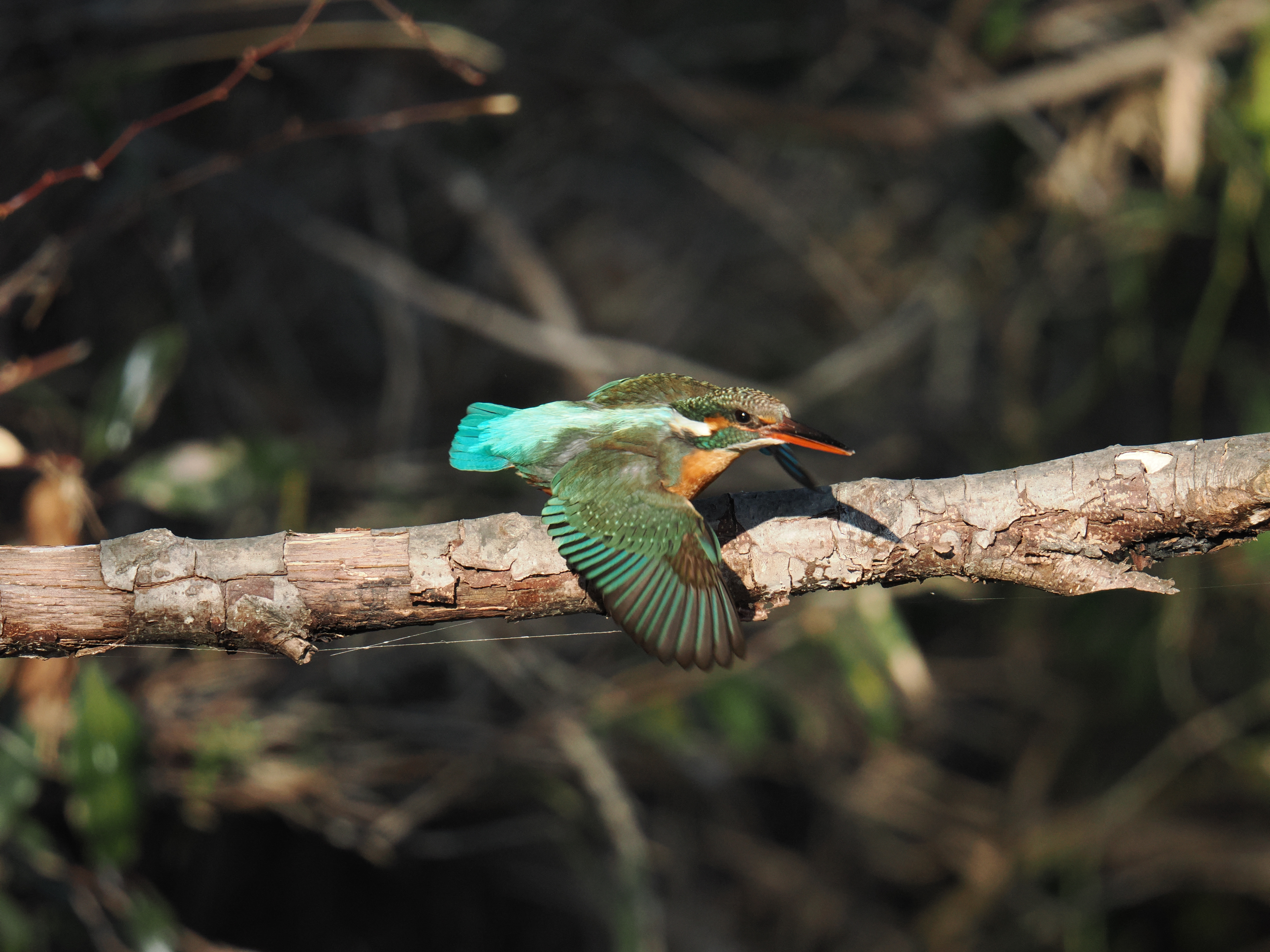 OM-1 Mark II／M.ZUIKO DIGITAL ED 150-600mm F5.0-6.3 IS／600mm（1,200mm相当）／絞り優先（F6.3・1/2,000秒・-0.7EV）／ISO 1600