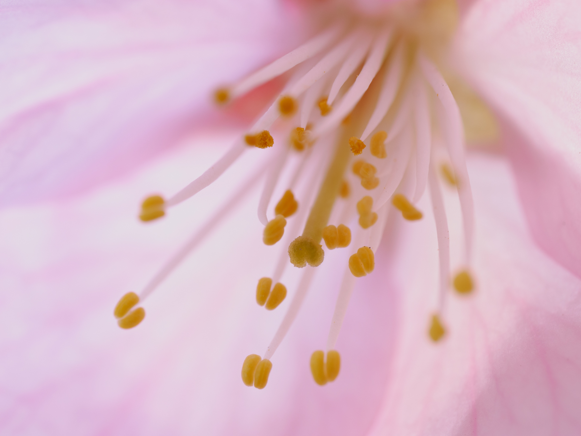 桜の花びらをクローズアップして撮影。開放だとボケ過ぎてしまうので絞りはF8.0を選択。望遠マクロレンズの場合、時には絞り込む勇気も必要だ<br><span class="fnt-85">OM SYSTEM OM-1／M.ZUIKO DIGITAL ED 90mm F3.5 Macro IS PRO／90mm（180mm相当）／マニュアル（1/40秒、F8.0）／ISO 200</span>