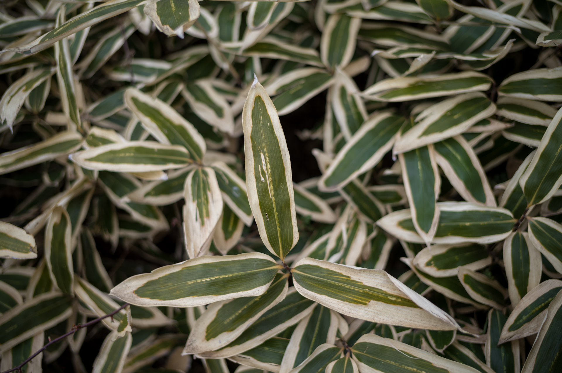 距離計連動範囲よりも至近の0.5mで絞り開放の条件。合焦点のシャープネスは素晴らしいです。周辺光量が少し低下しますが、周辺を少し焼き込んだ感じですね<br>ライカM11-P／NOKTON Vintage Line 28mm F1.5 Aspherical／絞り優先AE（F1.5・1/350秒・±0EV）／ISO 64