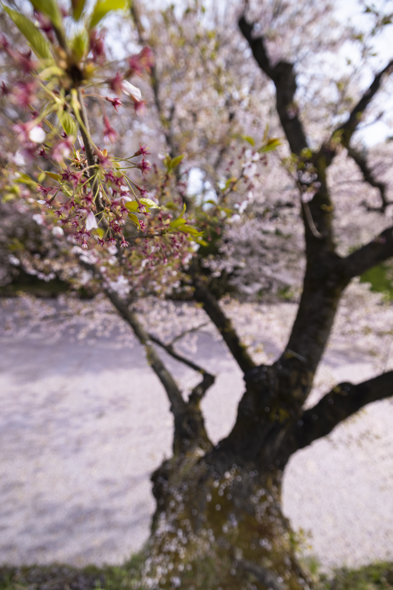 撮影：館野二朗<br><span class="fnt-85">EOS R5／RF15-35mm F2.8 L IS USM／16mm／マニュアル露出（1/640秒、F2.8）／ISO 200</span>