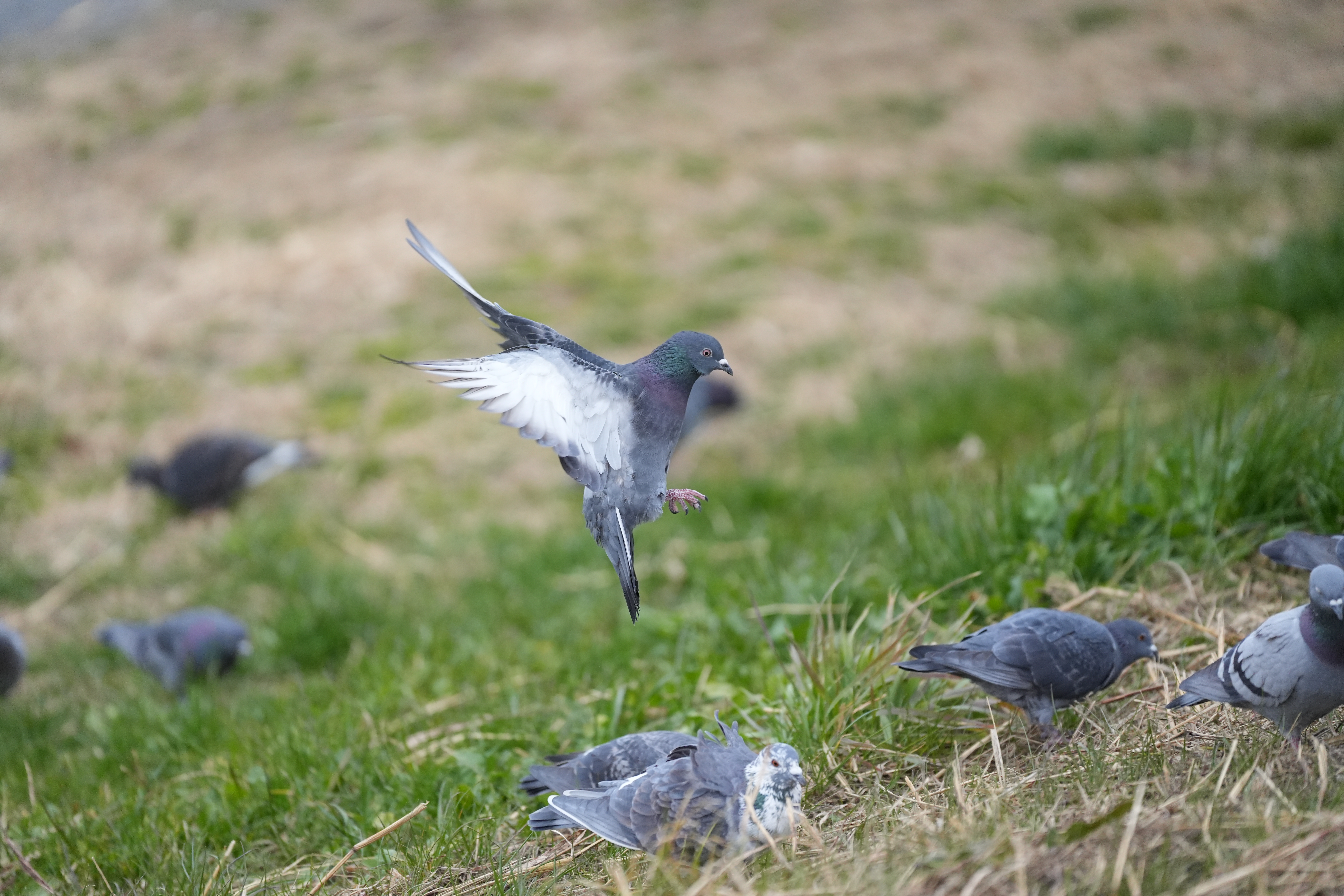 飛んできた鳩が着地する瞬間。AFは目をしっかり追尾していた<br><span class="fnt-85">α7 IV／SIGMA 70-200mm F2.8 DG DN OS｜Sports／200mm／マニュアル露出（1/2,500秒、F2.8）／ISO 2000／WB: オート</span>