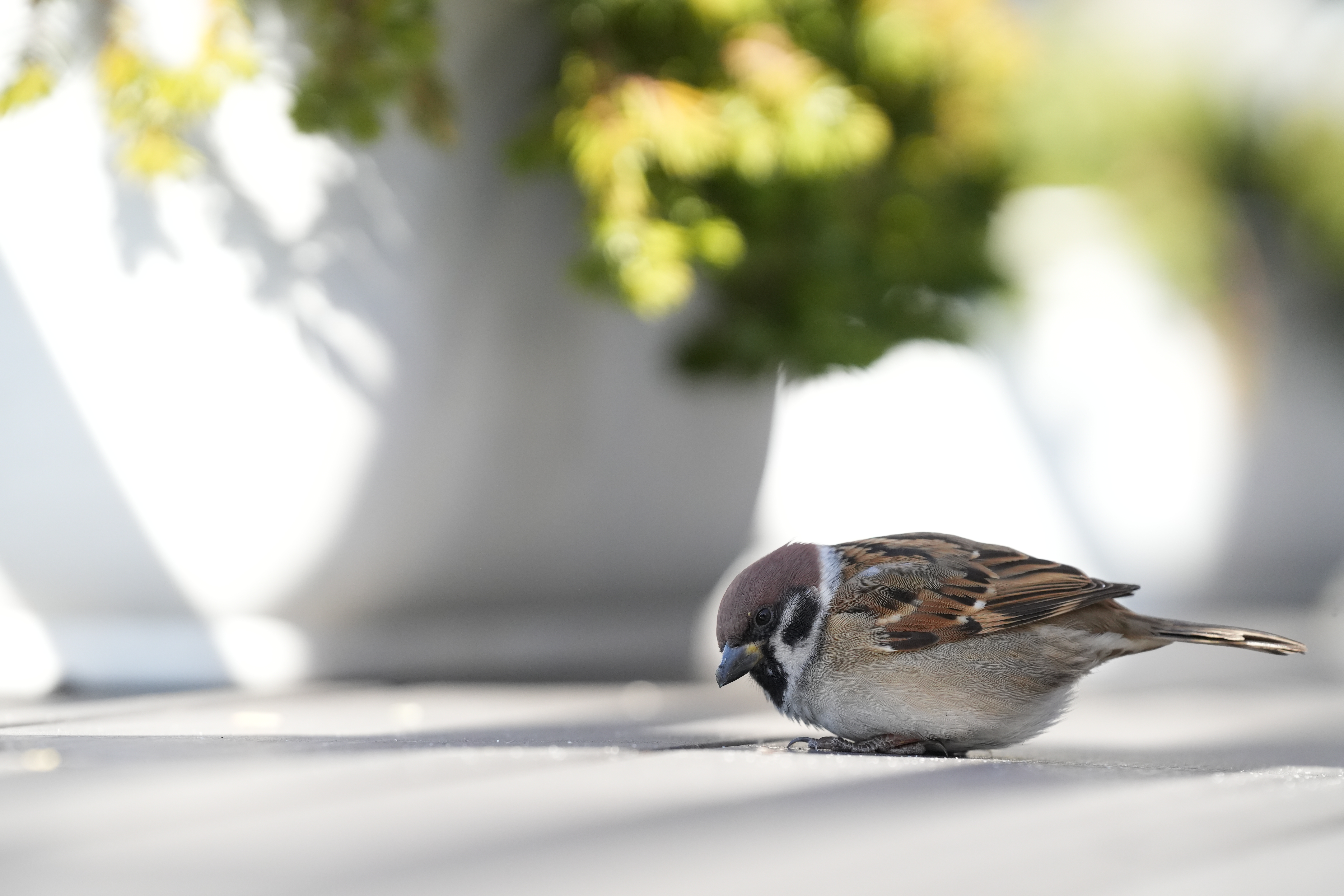 <span class="fnt-85">α7 IV／SIGMA 70-200mm F2.8 DG DN OS｜Sports／200mm／マニュアル露出（1/4,000秒、F5.0、＋1.3EV）ISO オート（ISO 3200）／WB: オート</span>