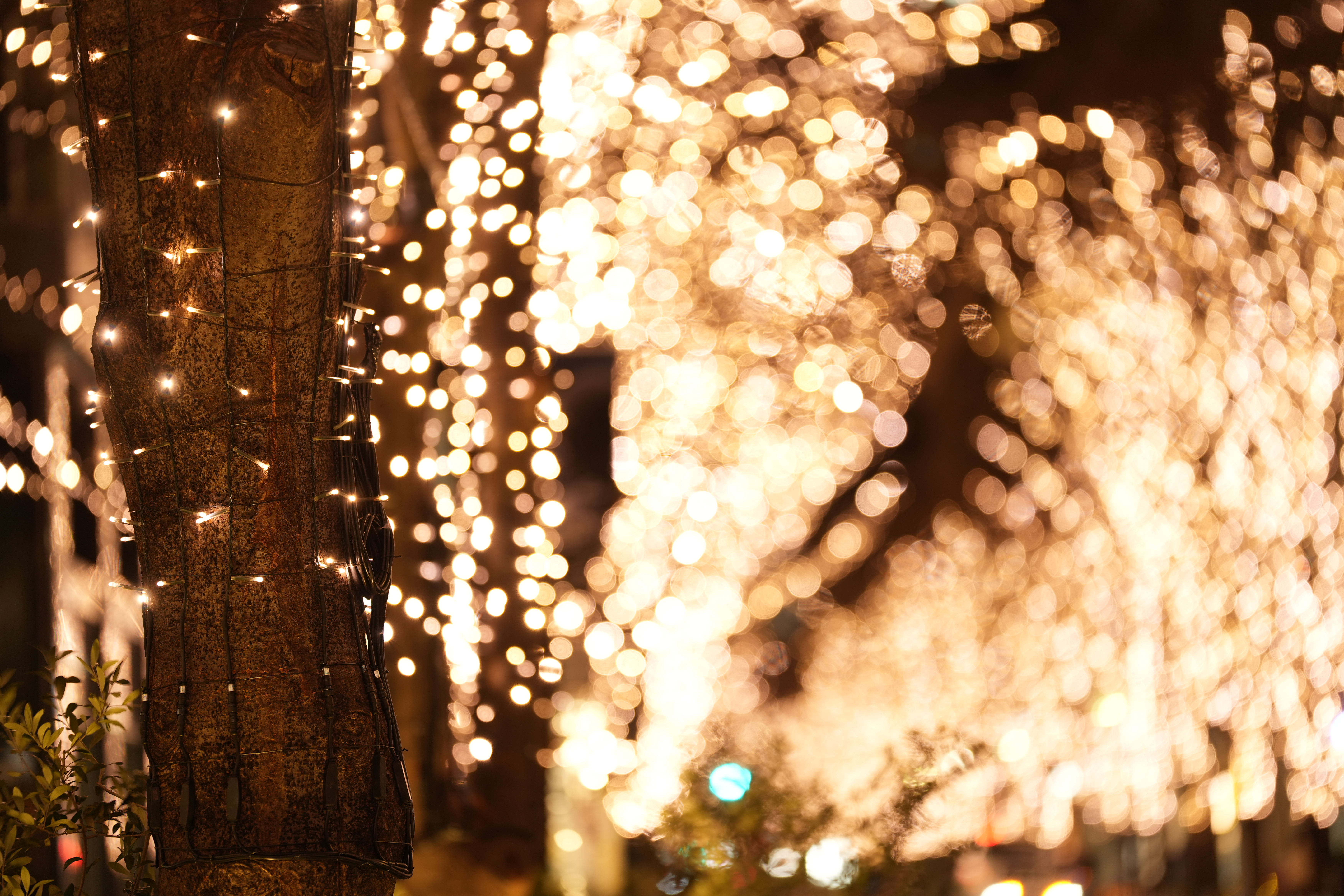 ライトアップを手持ちで撮影。絞り開放でのボケも美しい<br><span class="fnt-85">α7 IV／SIGMA 70-200mm F2.8 DG DN OS｜Sports／200mm／マニュアル露出（1/6秒、F2.8）／ISO 250／WB: 太陽光／手ブレ補正モード1</span>