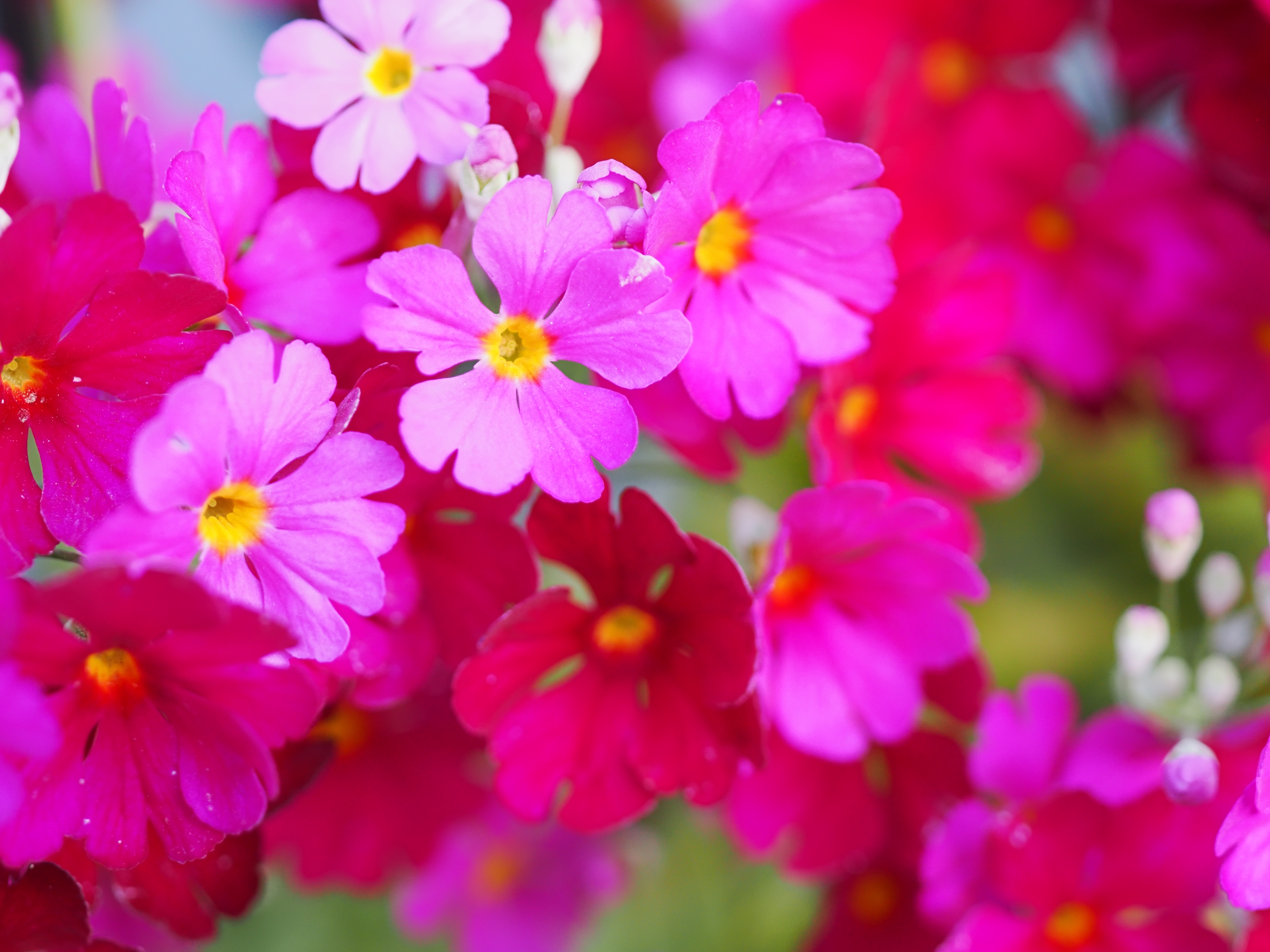 古いZUIKO DIGITAL MACRO 35mm F3.5、開放時から硬すぎない品格のある描写をします。同スペックの新しいM. ZUIKO DIGITAL 35mm F3.5も所有しているのに、ついこの古いレンズを持ち出したくなるのはなぜなのか自分でもよくわかりません。像面位相差AFには対応していませんが、AFスピードもさほど問題なく使えます<br><span class="fnt-85">OM-1 Mark II／ZUIKO DIGITAL MACRO 35mm F3.5／35mm（70mm相当）／絞り優先AE（1/100秒、F3.5、-0.7EV）／ISO 400</span>