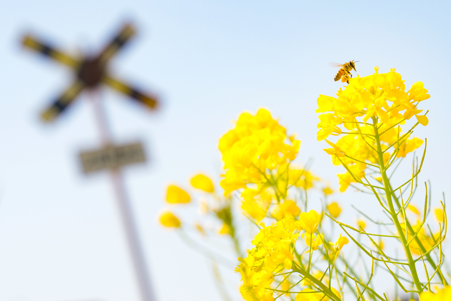 2022年3月25日・いすみ鉄道　国吉〜上総中川<br>ソニーα1／FE 24-70mm F2.8 GM
