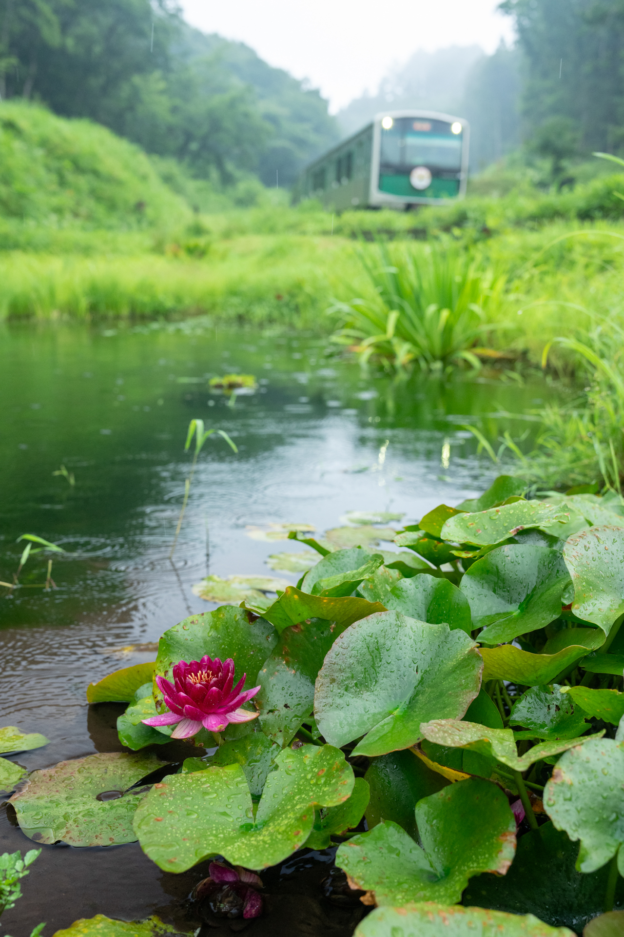 2023年7月15日・烏山線 小塙〜滝<br>ソニーα1／FE 24-70mm F2.8 GM II