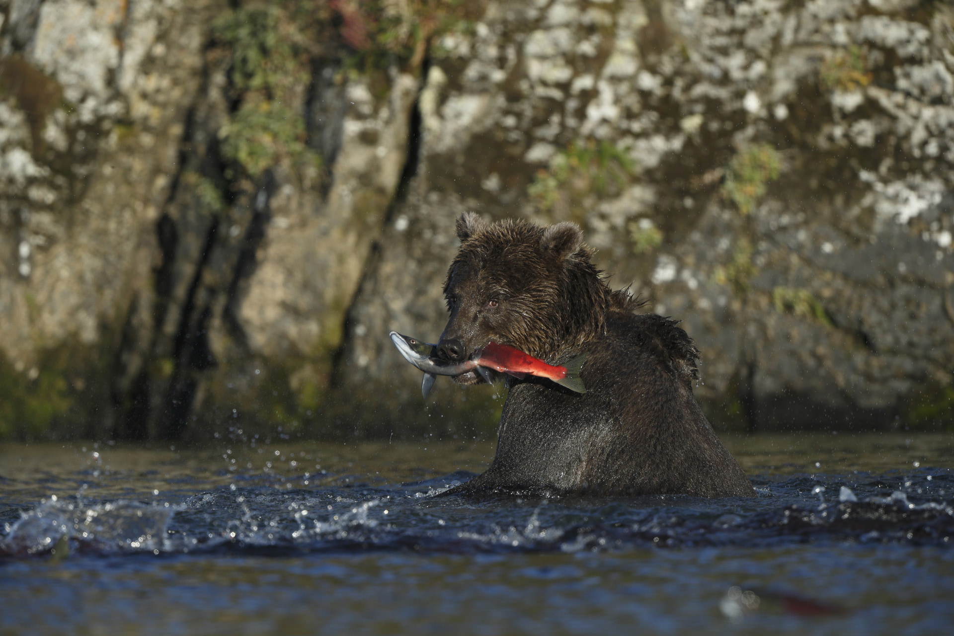 サーモンを捉えるグリズリーを600mm+2倍エクステンダーで追いかけた。脚が安定しているので、1,200mmでも素早くフレーミングができた<br><span class="fnt-85">キヤノン EOS-1D X／EF600mm F4L IS II USM+EXTENDER EF2×III／1,200mm／マニュアル露出（F8、1/1,000秒）／ISO 500／WB：オート</span>