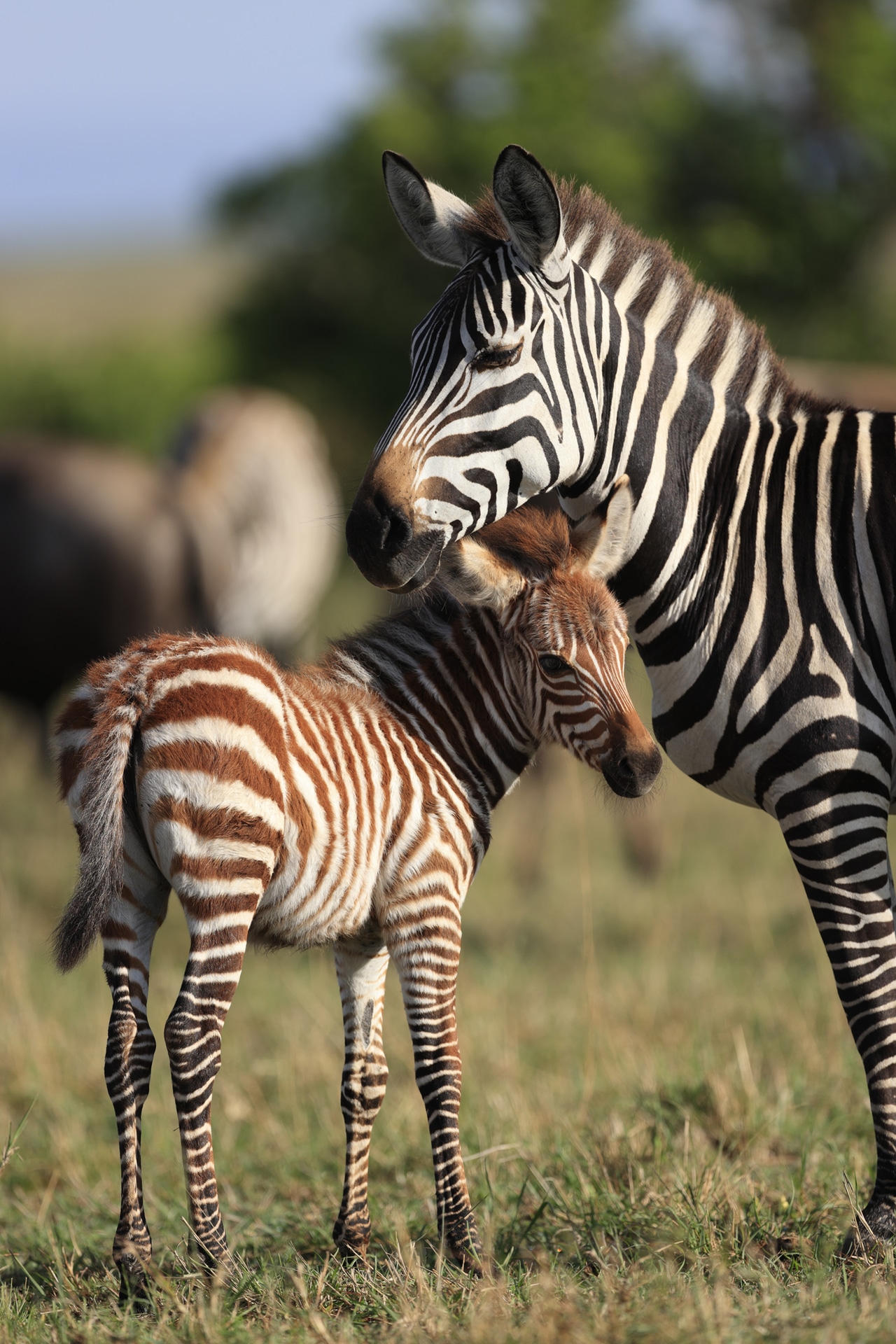 仲睦まじいシマウマの親子を見つけ、レンズを向けながら良い瞬間を待っていた。雲台をフリーにして、とっさの動きにも対応できるようにしていた<br><span class="fnt-85">キヤノン EOS-1D X Mark III／EF600mm F4L IS III USM／600mm／絞り優先AE（F4、1/640秒、±0EV）／ISO 100／WB：オート</span>