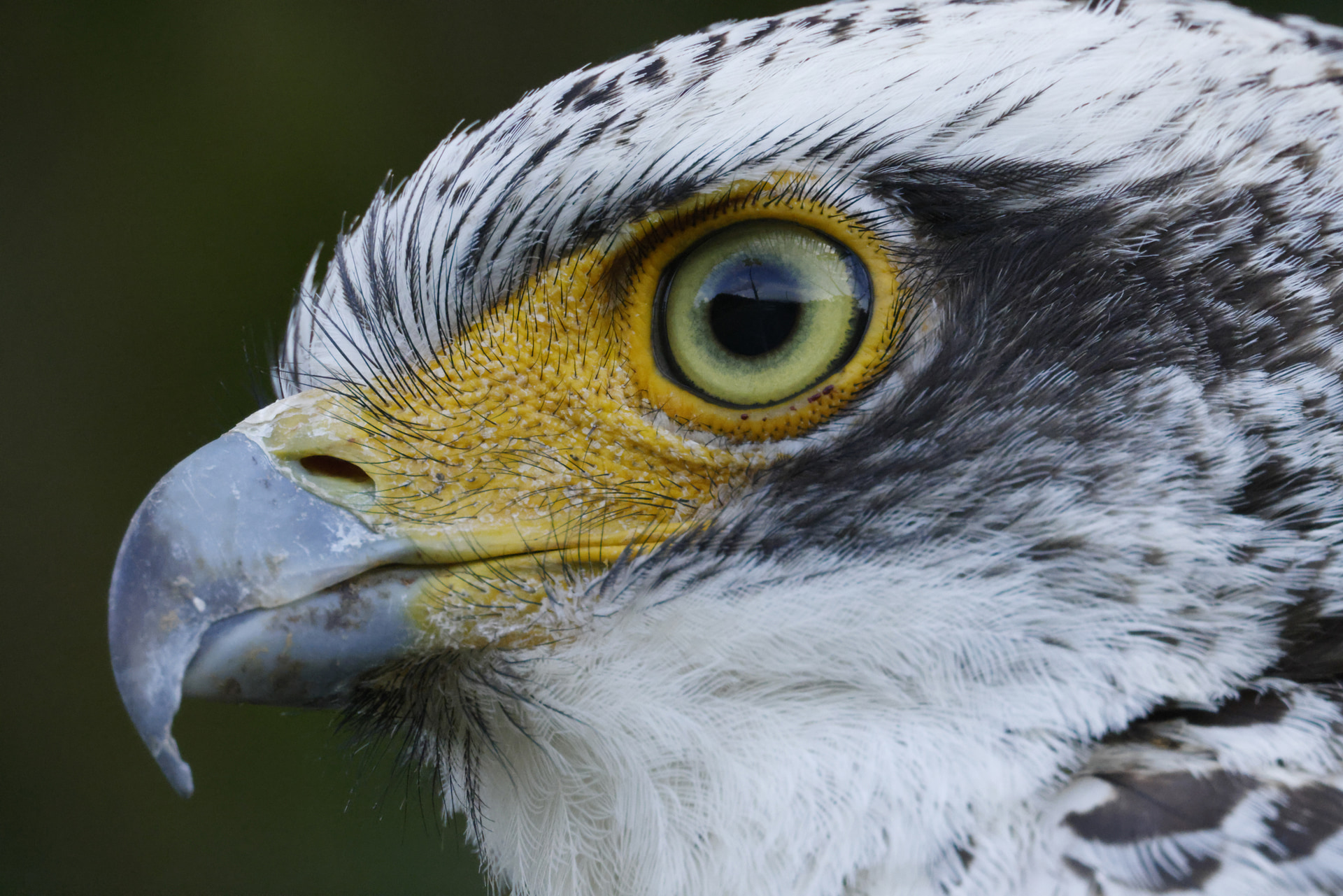 樹上に止まるカンムリワシを1,200mm F8の超望遠で狙う。精悍な表情を切り取るべく微妙な修正を際限なく繰り返すも、終始安定して臨めた<br><span class="fnt-85">キヤノン EOS R5／RF1200mm F8 L IS USM／1,200mm／マニュアル露出（F16、1/500秒）／ISO 10000／WB：オート</span>