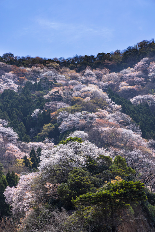 特別企画：春の短期連載：桜の撮影とレンズ焦点距離の関係——標準ズーム