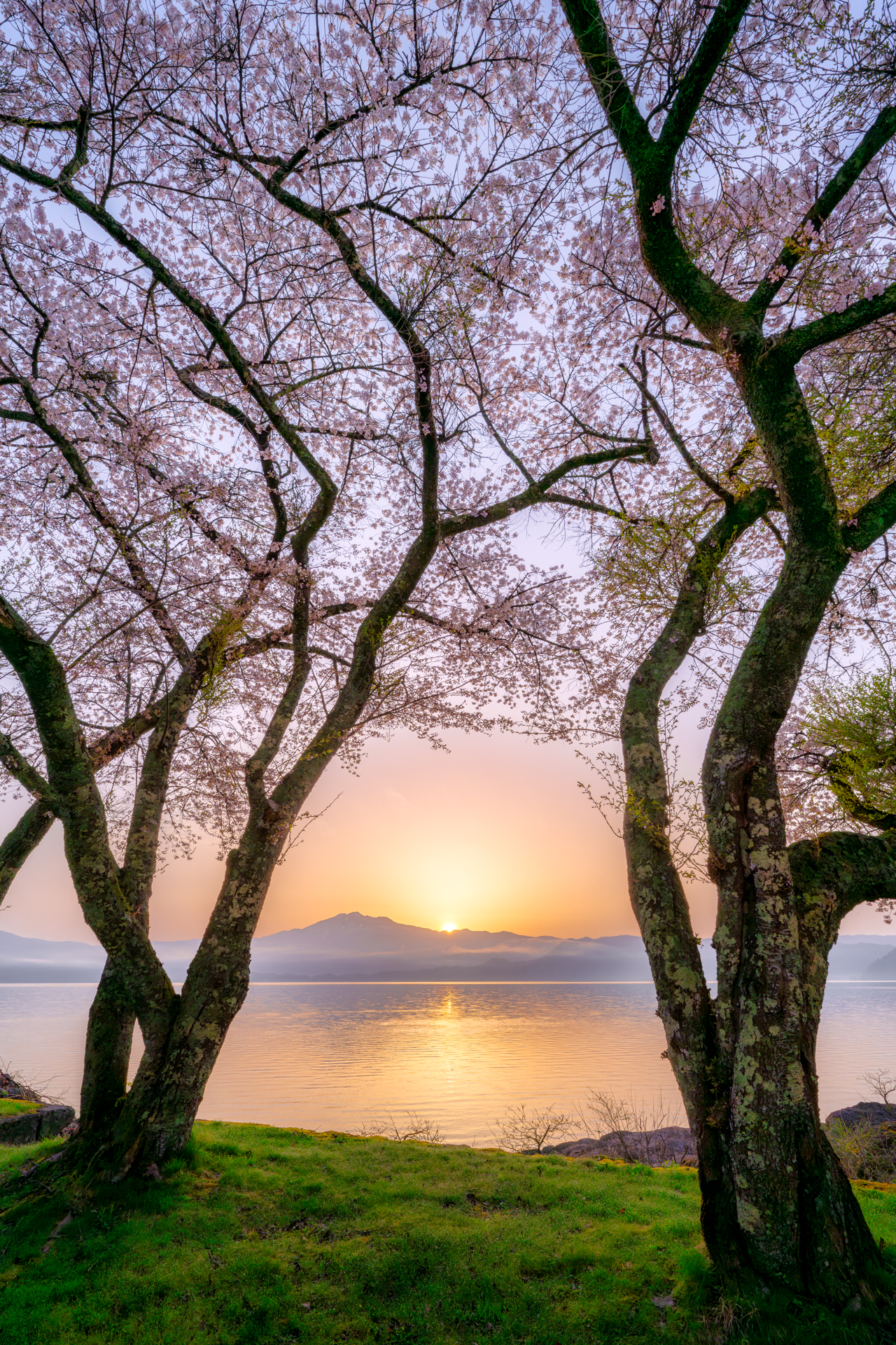 昇る朝日とそれを静かに喜び迎えるかのような桜。コントラストを強調せずに穏やかな雰囲気に仕上げた。遠景の駒ケ岳にかかるモヤも穏やかな雰囲気作りに一役買っている<br><span class="fnt-85">Z 7 II／NIKKOR Z 14-24mm f/2.8 S／16mm／マニュアル（1/200秒、F11）／ISO 100</span>