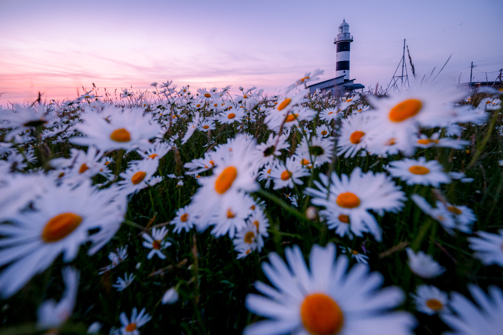 ボリューム感を出すために花の間から撮影。縦横の3分割構図と手前のフランス菊のボケによってピントの合った灯台に視線が自然に向かう仕掛けを施している<br>Z 7 II／NIKKOR Z 14-24mm f/2.8 S／14mm／マニュアル（1/30秒、F4.5）／ISO 125