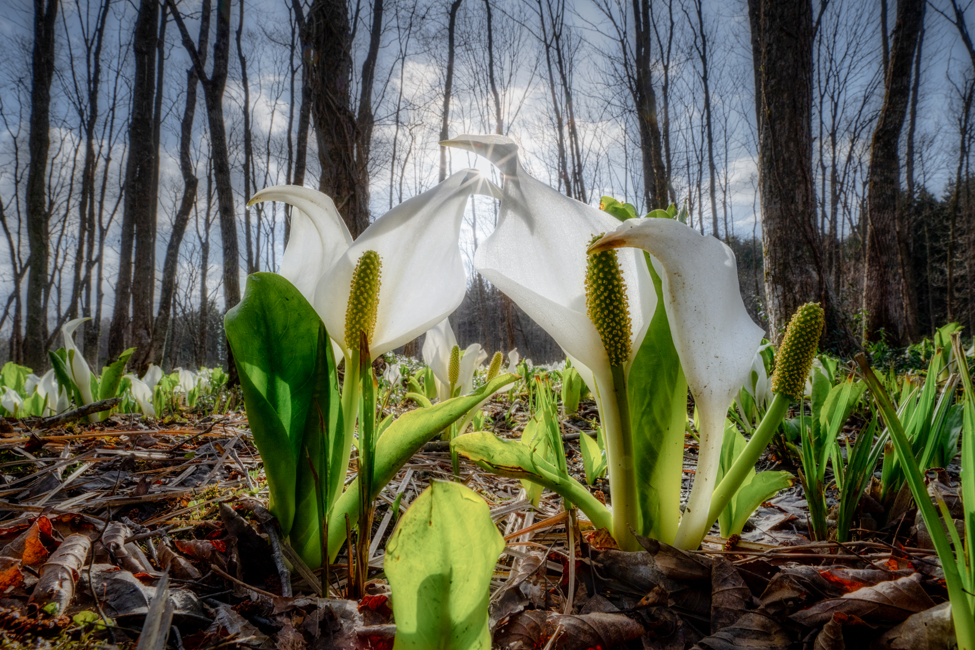 早春の息吹や命の輝きをダイナミックに捉えた。絞り込んではいるが、水芭蕉にかなり接近したことで背景が少しぼけ、遠近感が強まると同時に水芭蕉の存在が際立った<br><span class="fnt-85">Z 7 II／NIKKOR Z 14-24mm f/2.8 S／14mm／マニュアル（1/100秒、F20）／ISO 100</span>