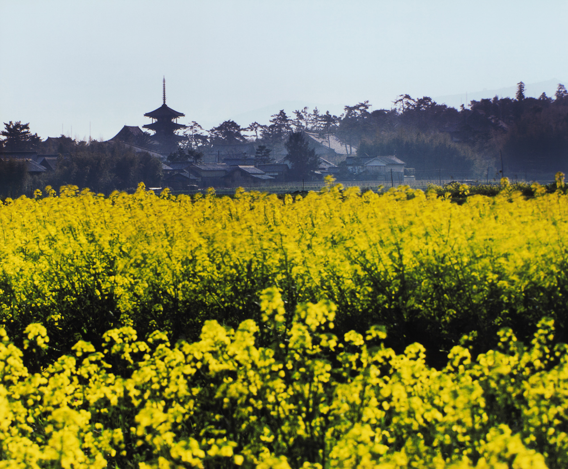 法隆寺遠望（1961年）