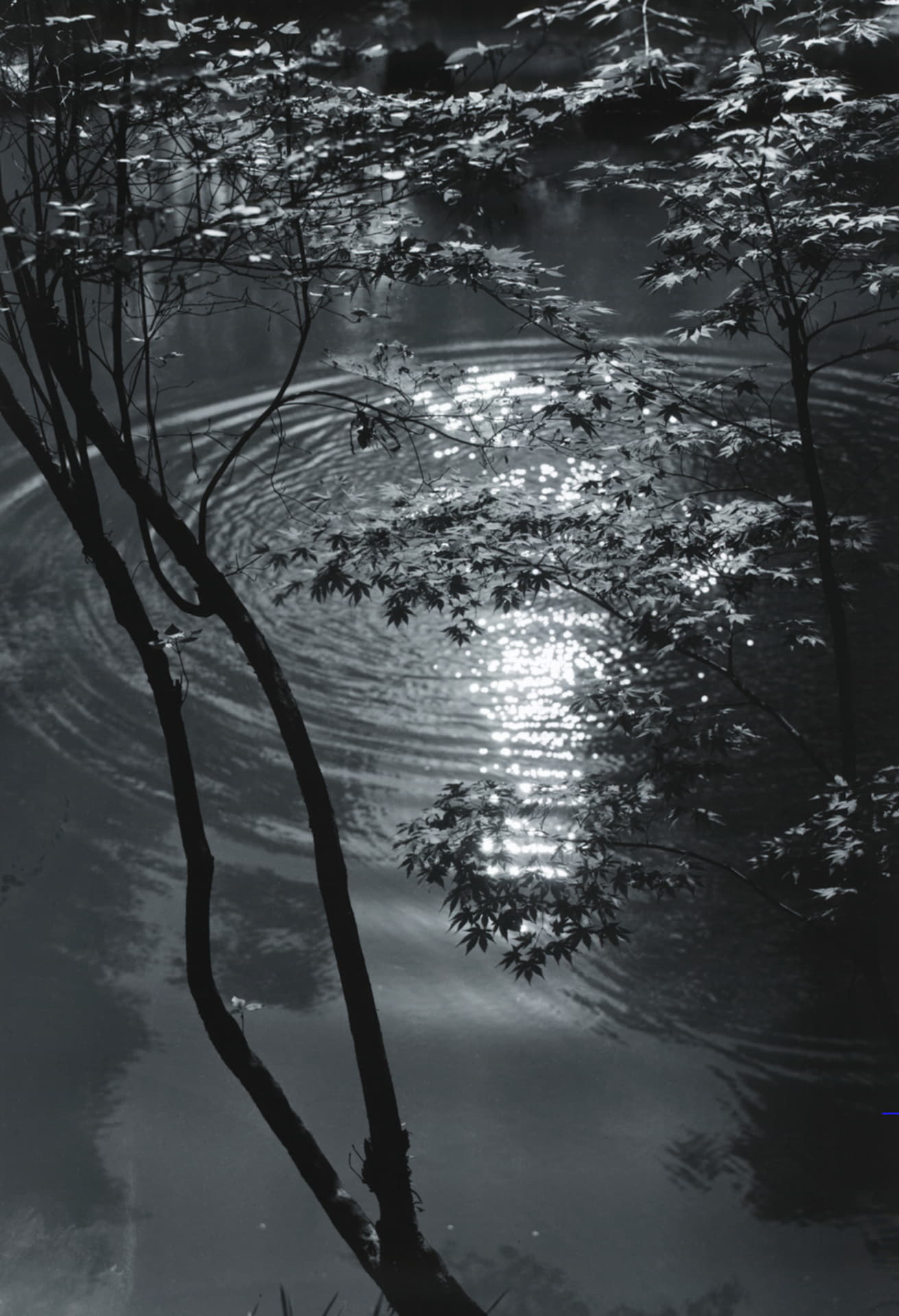 西芳寺黄金池（1959年）