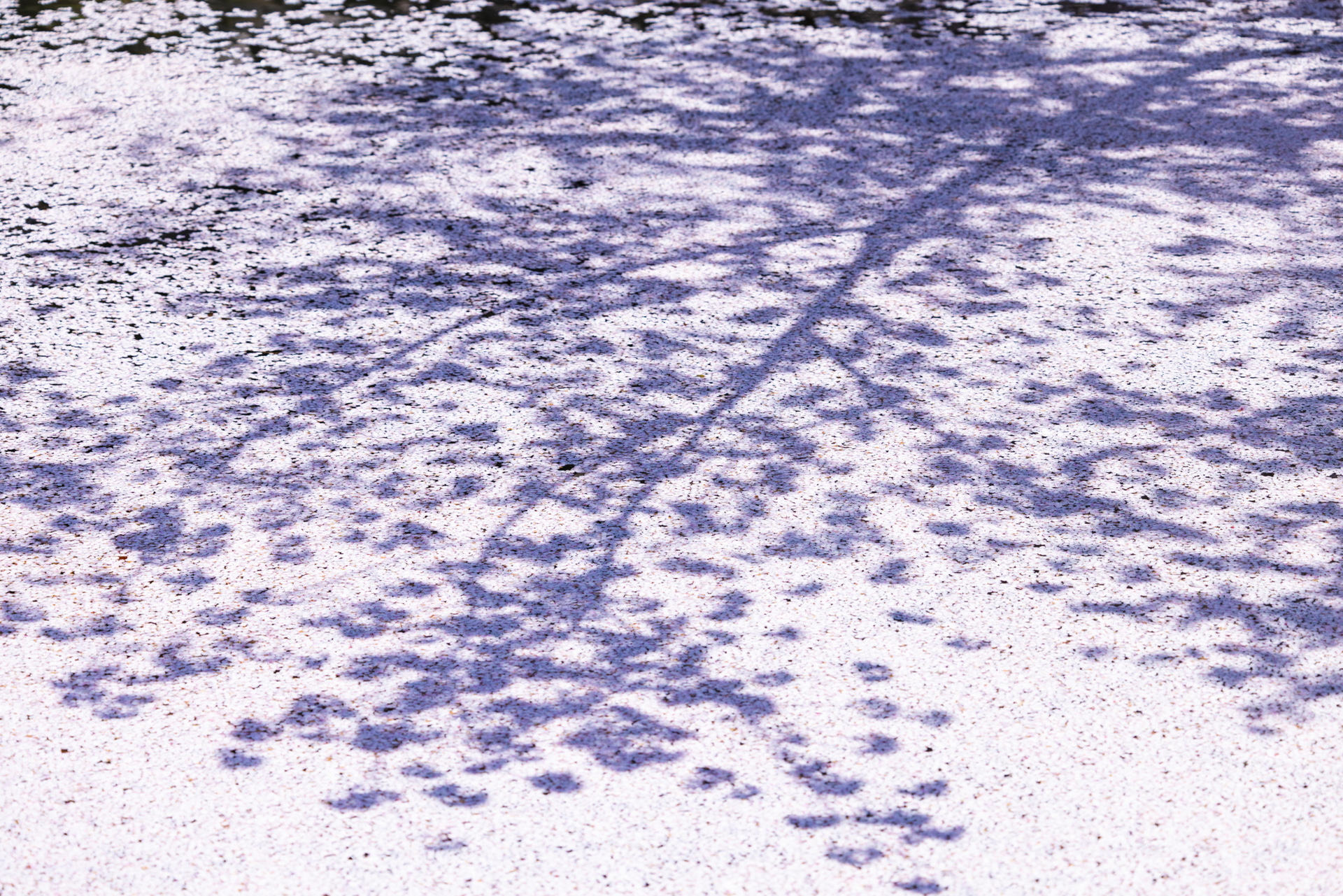 撮影：館野二朗<br><span class="fnt-85">EOS R5／RF70-200mm F4 L IS USM／112mm／マニュアル露出（1/400秒、F4）／ISO 100</span>