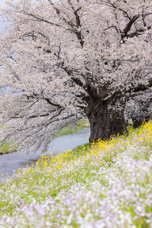 特別企画：春の短期連載：桜の撮影とレンズ焦点距離の関係——望遠ズーム