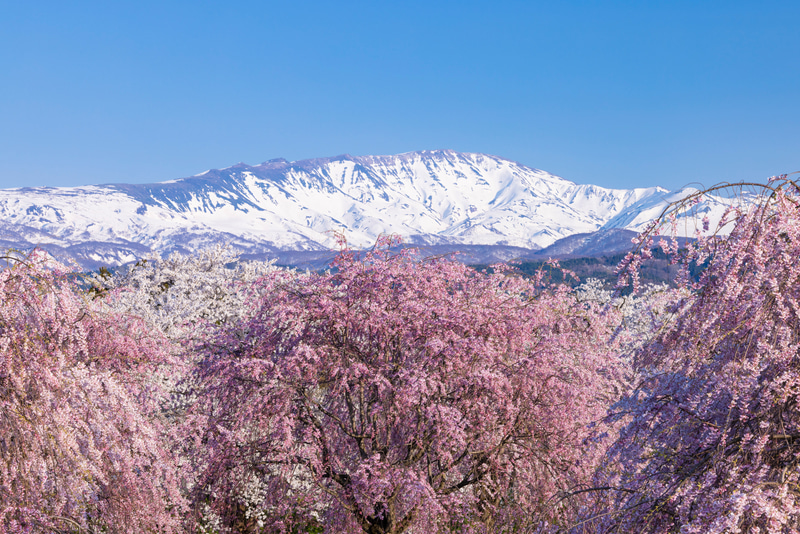 特別企画：春の短期連載：桜の撮影とレンズ焦点距離の関係——望遠ズーム