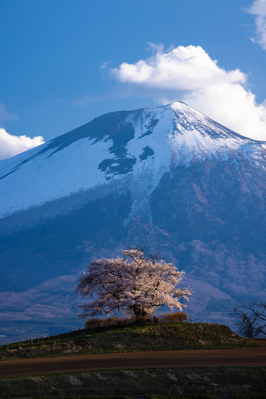 特別企画：春の短期連載：桜の撮影とレンズ焦点距離の関係——望遠ズーム