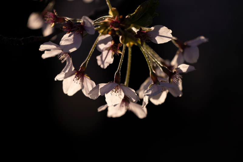 特別企画：春の短期連載：桜の撮影とレンズ焦点距離の関係——望遠ズーム