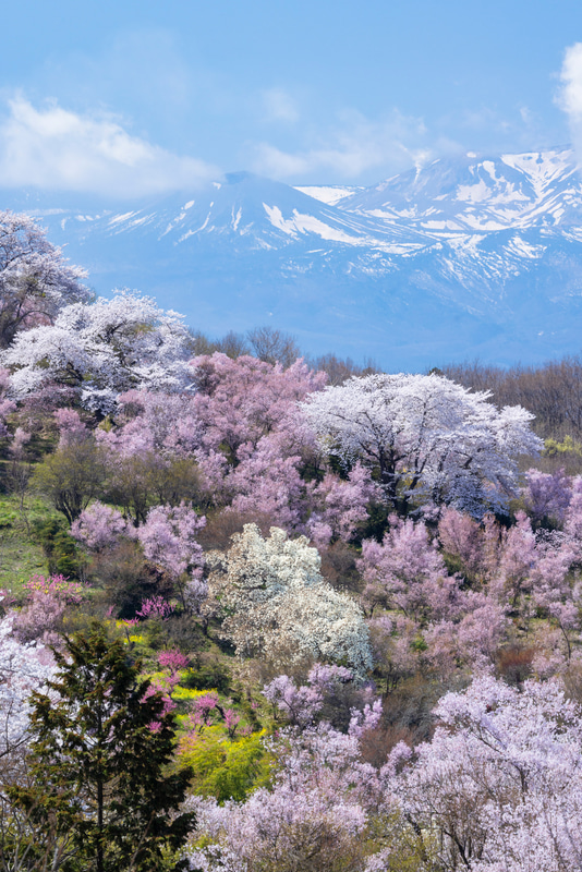 特別企画：春の短期連載：桜の撮影とレンズ焦点距離の関係——望遠ズーム
